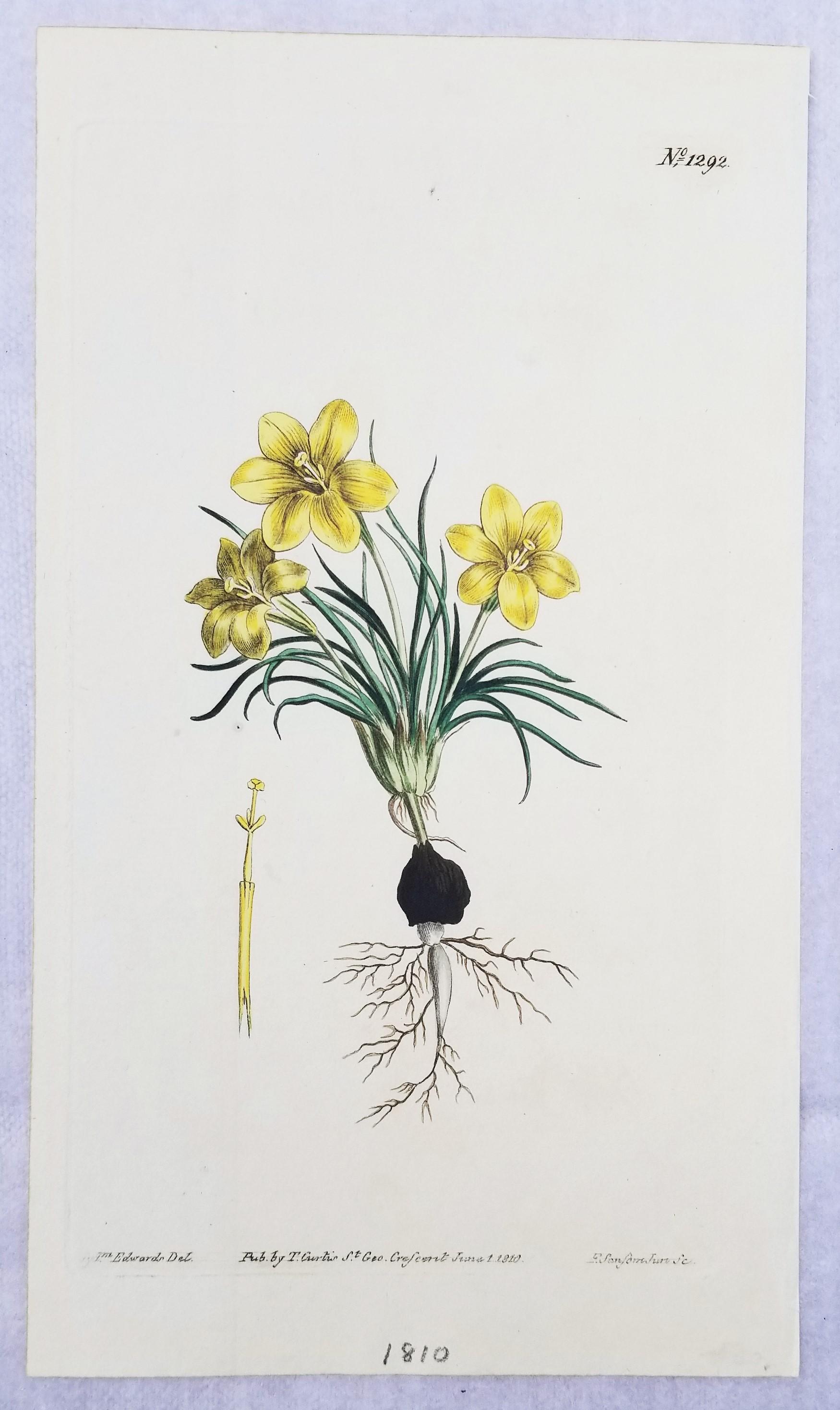 william curtis botanical prints