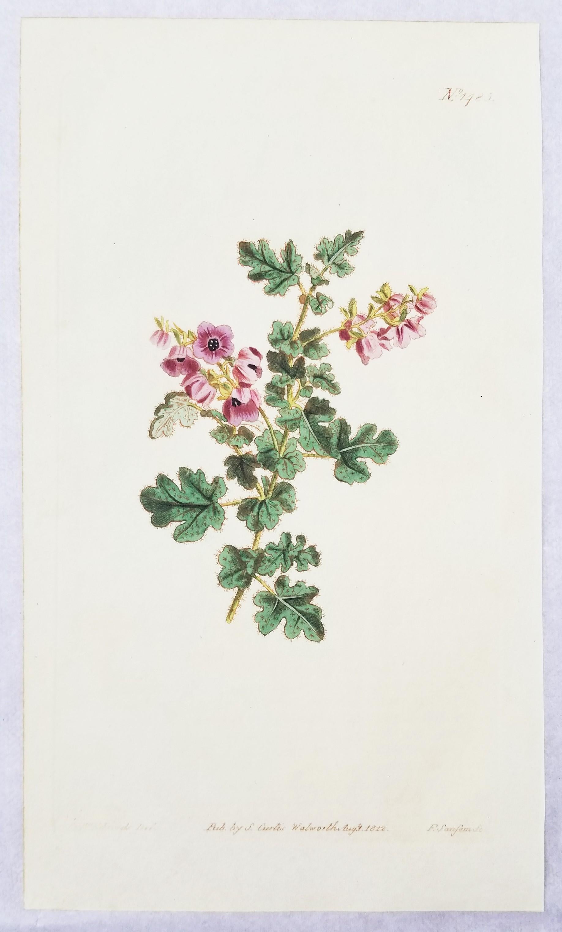 william curtis botanical prints