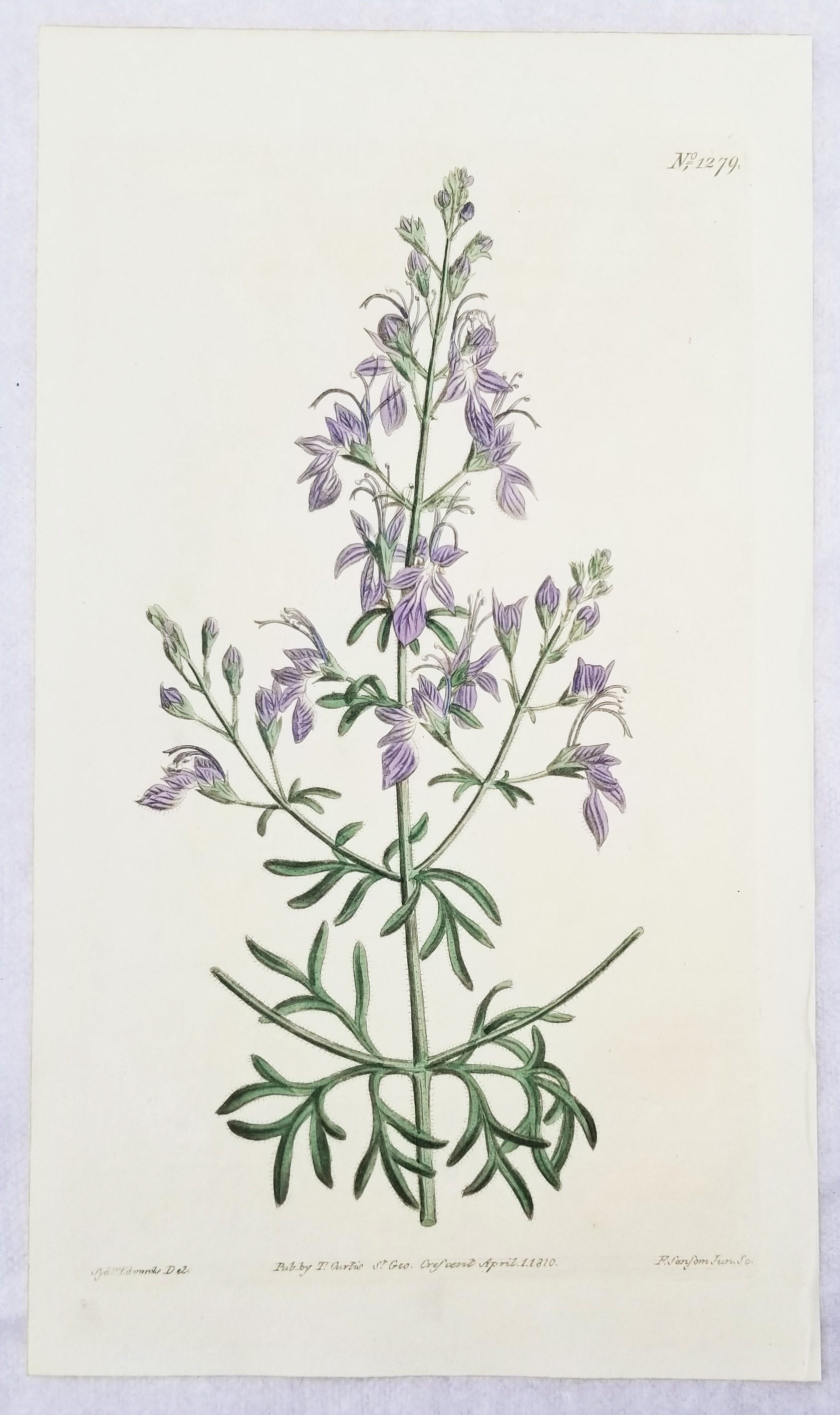 Ensemble de six gravures colorées à la main du magazine botanique de Curtis /// Botany  - Victorien Print par William Curtis