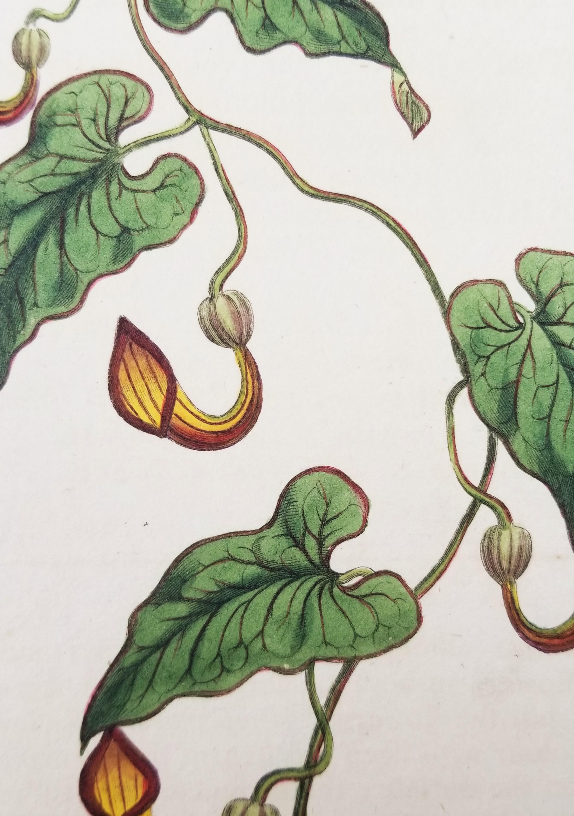 Set of Six Hand-Colored Engravings from Curtis's Botanical Magazine /// Botany - Beige Still-Life Print by William Curtis