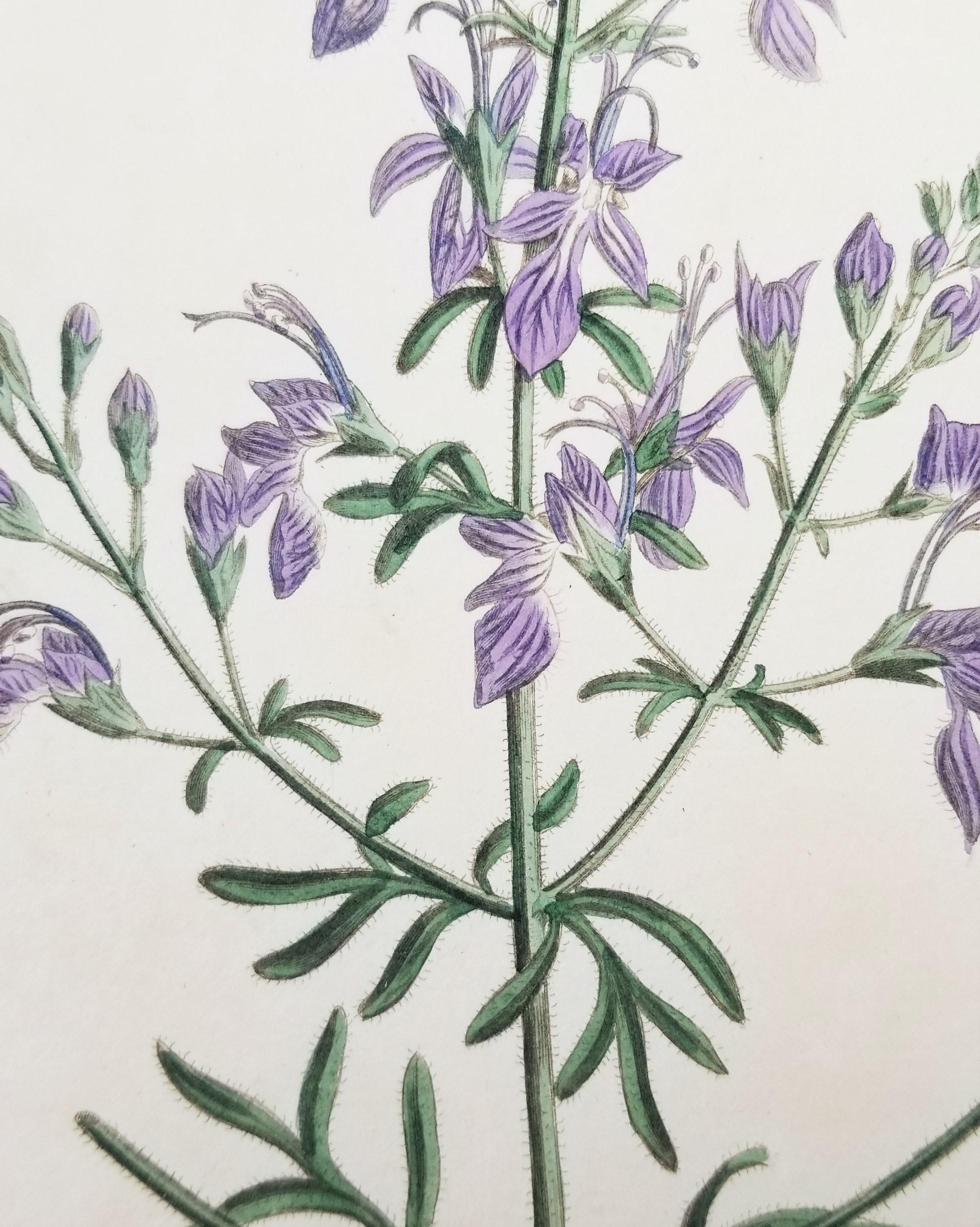 Ensemble de six gravures colorées à la main du magazine botanique de Curtis /// Botany  - Gris Still-Life Print par William Curtis