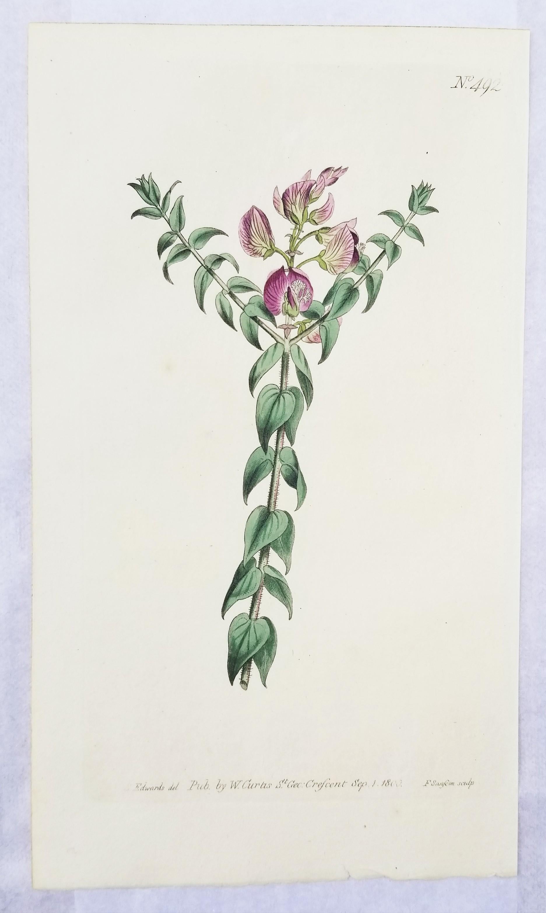 Artist: William Curtis (English, 1746-1799)
Title: Set of Six Hand-Colored Engravings
Portfolio: The Botanical Magazine
Year: 1796-1829
Medium: Set of Six Original Hand-Colored Engravings on wove watermarked paper
Limited edition: approx.