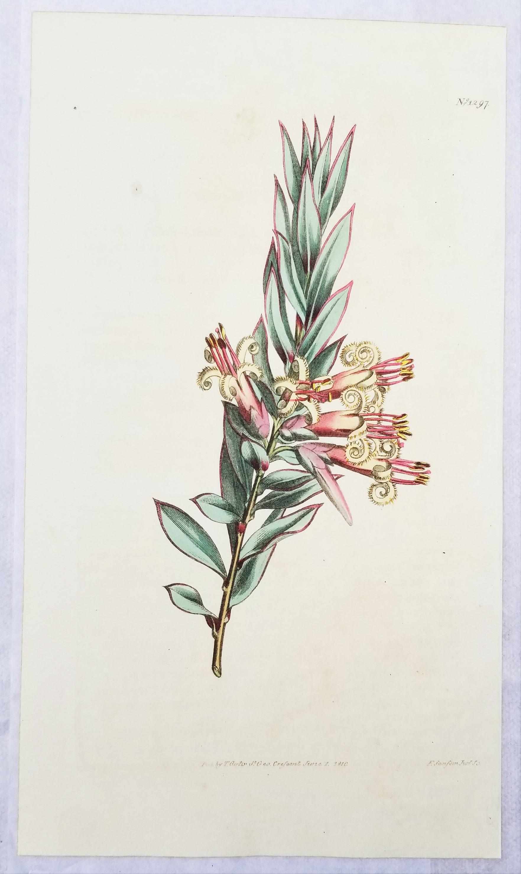Artist: William Curtis (English, 1746-1799)
Title: Set of Six Hand-Colored Engravings
Portfolio: The Botanical Magazine
Year: 1789-1810
Medium: Set of Six Original Hand-Colored Engravings on wove and laid watermarked paper
Limited edition: approx.