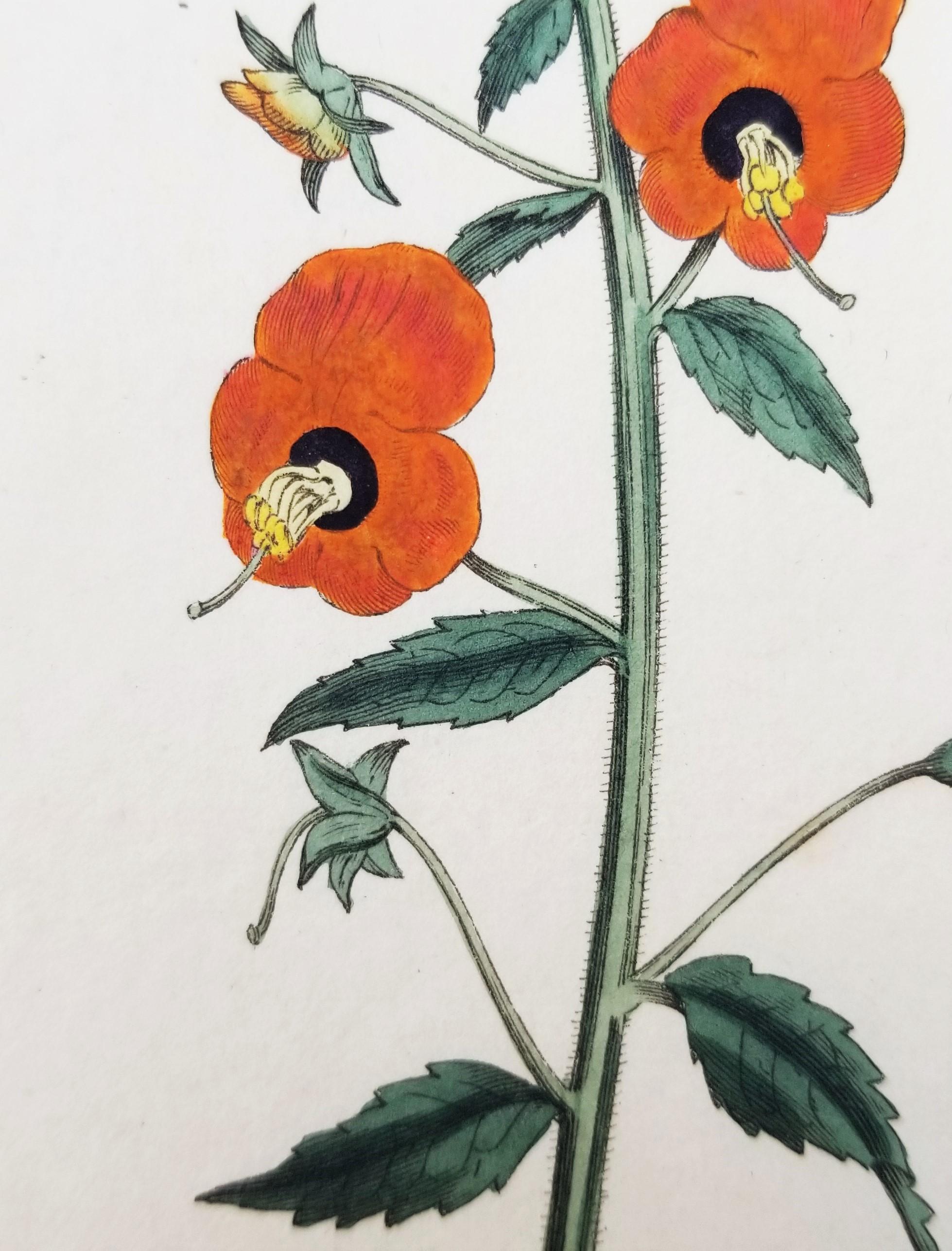 Artist: William Curtis (English, 1746-1799)
Title: Set of Six Hand-Colored Engravings including 