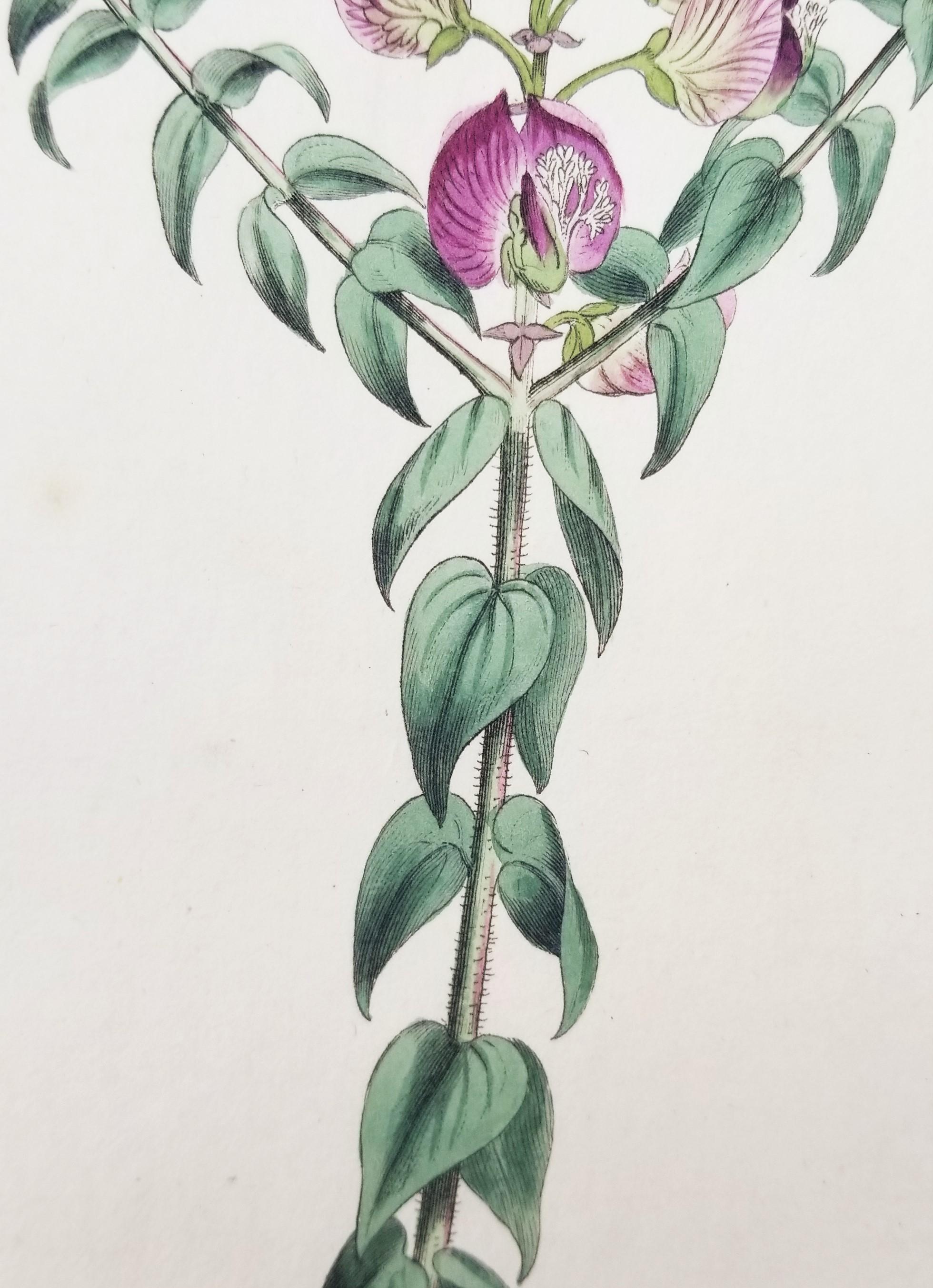 Set of Six Hand-Colored Engravings from Curtis's Botanical Magazine /// Botany For Sale 1