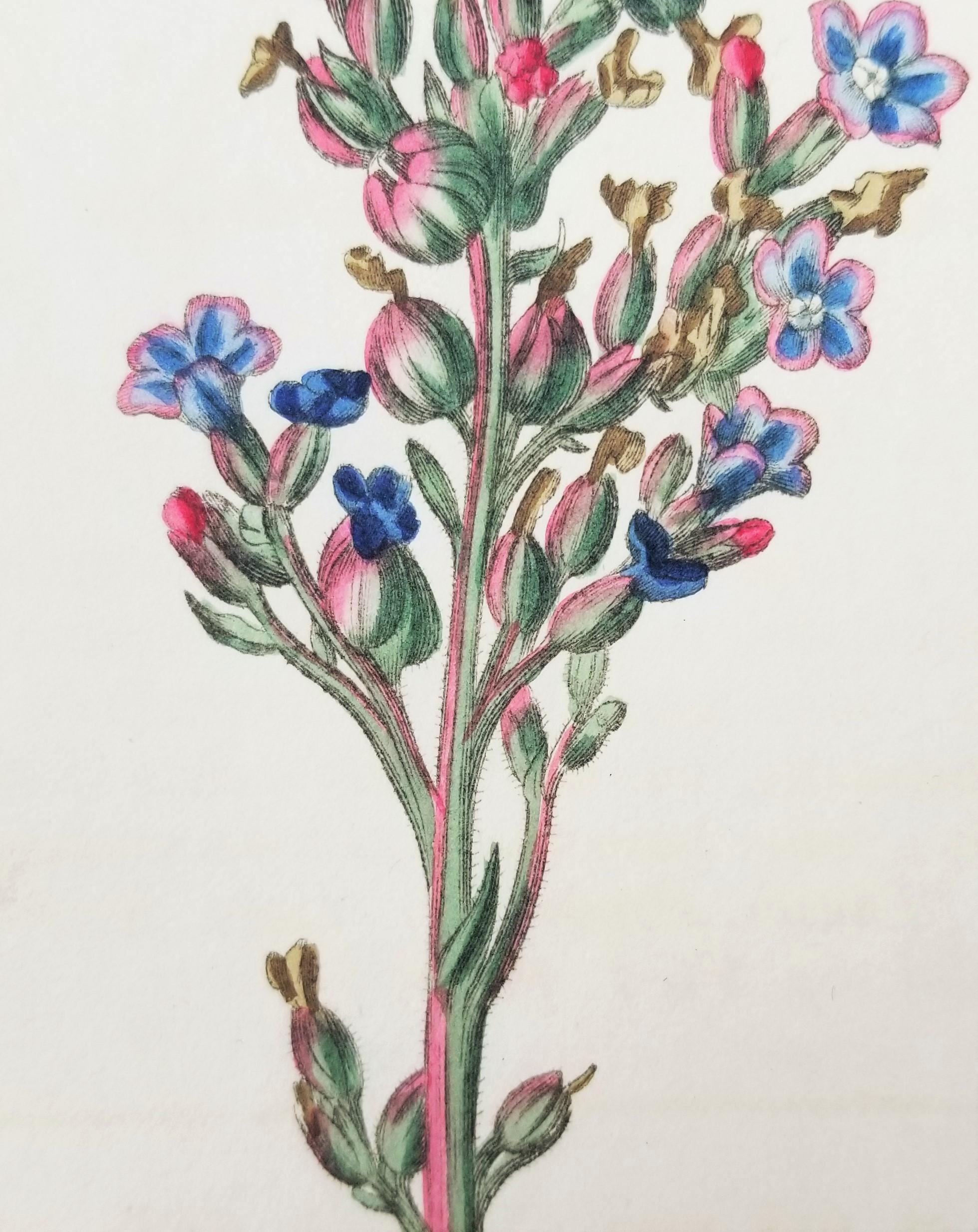 Artist: William Curtis (English, 1746-1799)
Title: Set of Six Hand-Colored Engravings
Portfolio: The Botanical Magazine
Year: 1804-1816
Medium: Set of Six Original Hand-Colored Engravings on wove paper
Limited edition: approx. 3,000
Printer: