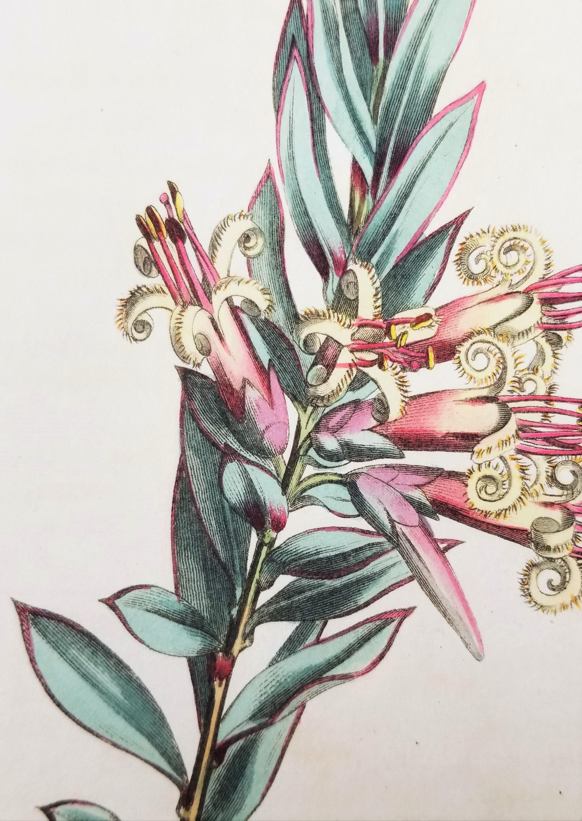 Ensemble de six gravures colorées à la main du magazine botanique de Curtis /// Botany  en vente 1