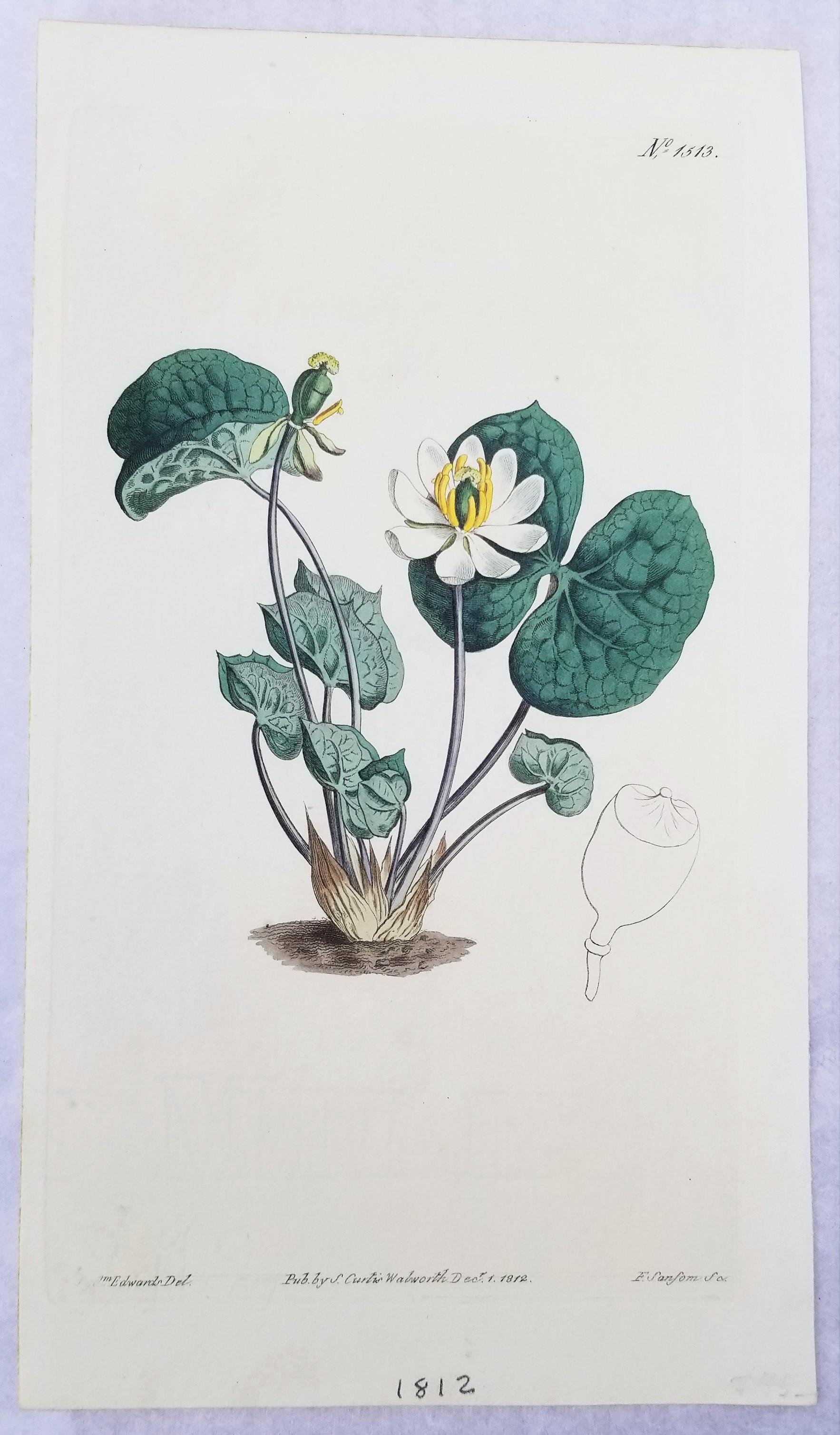 Set of Six Hand-Colored Engravings from Curtis's Botanical Magazine 1