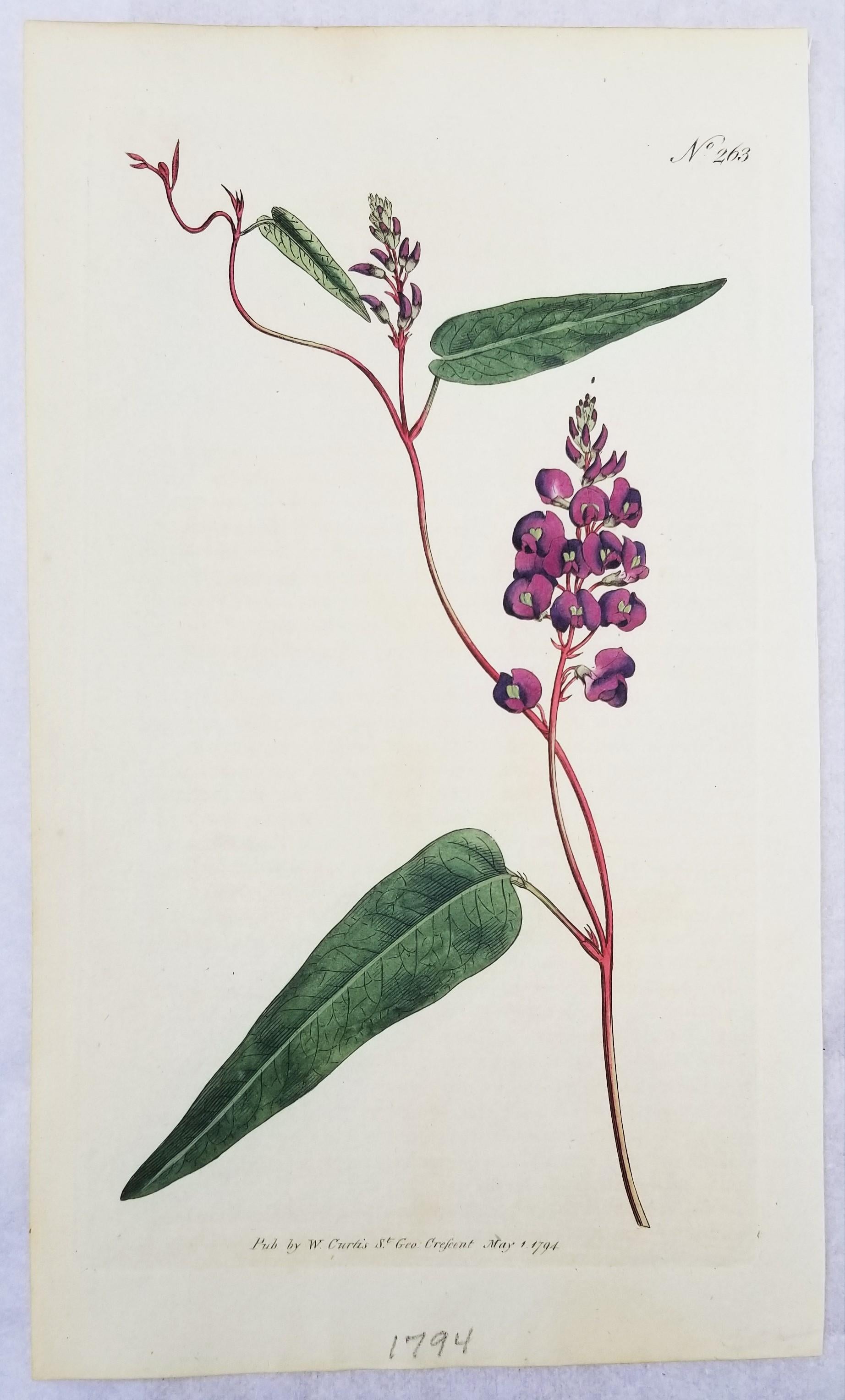 Set of Six Hand-Colored Engravings from Curtis's Botanical Magazine 2