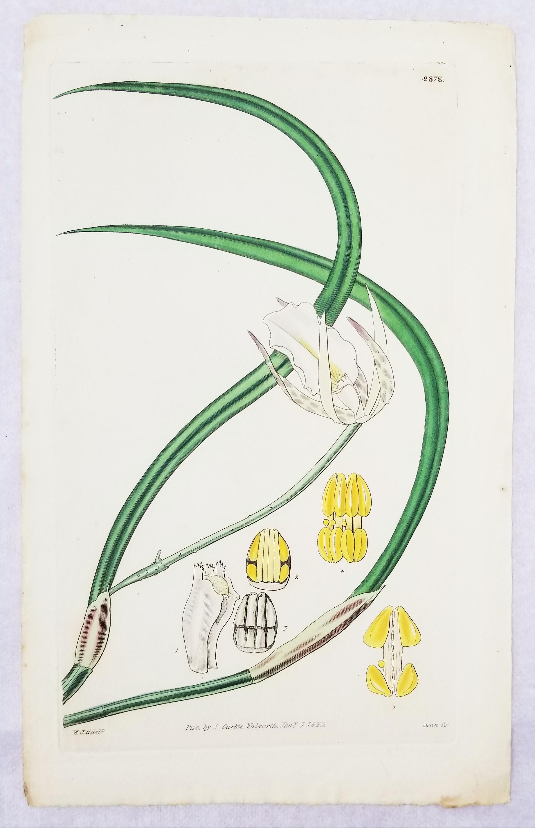 Set von sechs handkolorierten Gravuren aus Curtis' botanis Magazine /// Botany im Angebot 2