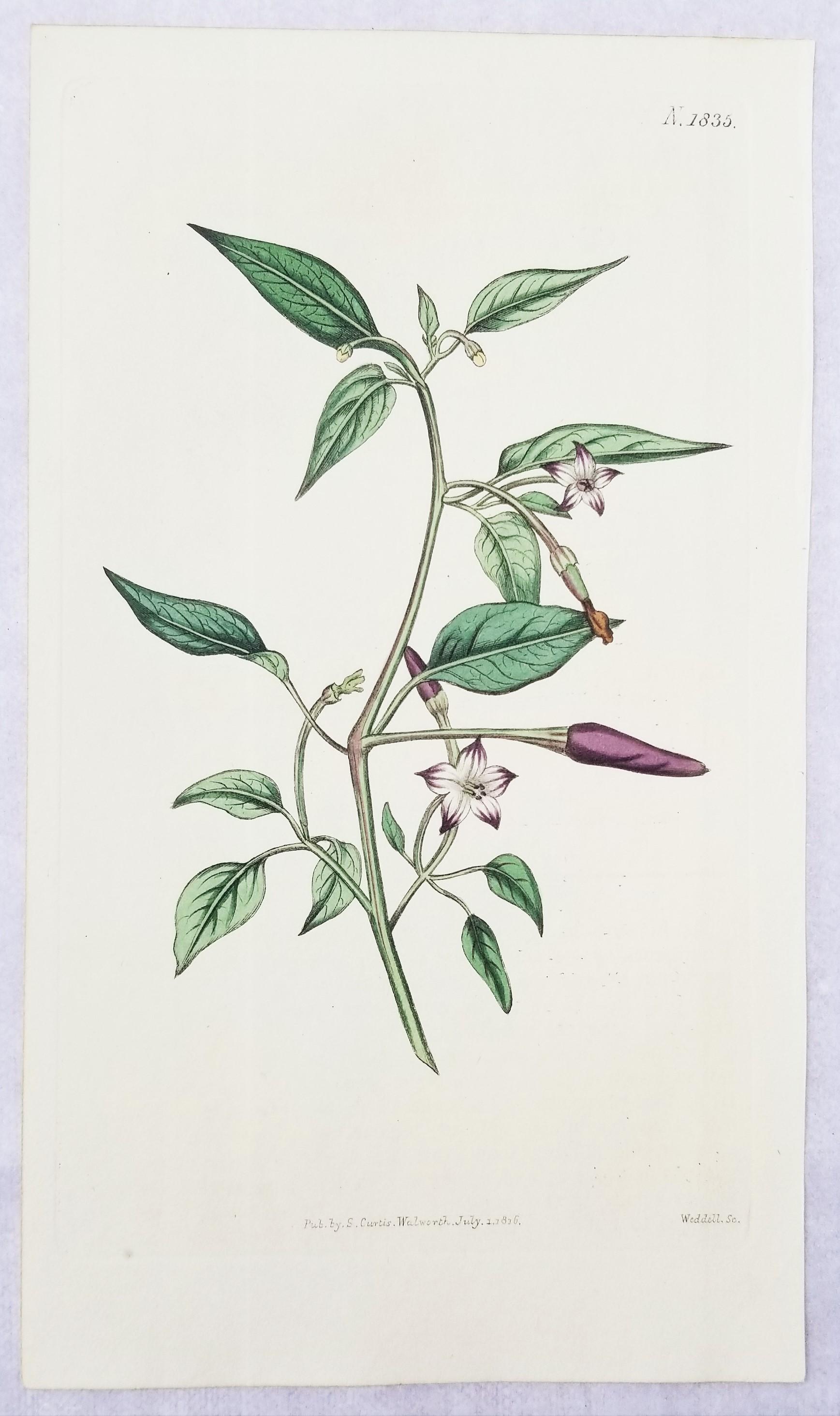 Set of Six Hand-Colored Engravings from Curtis's Botanical Magazine /// Botany  1