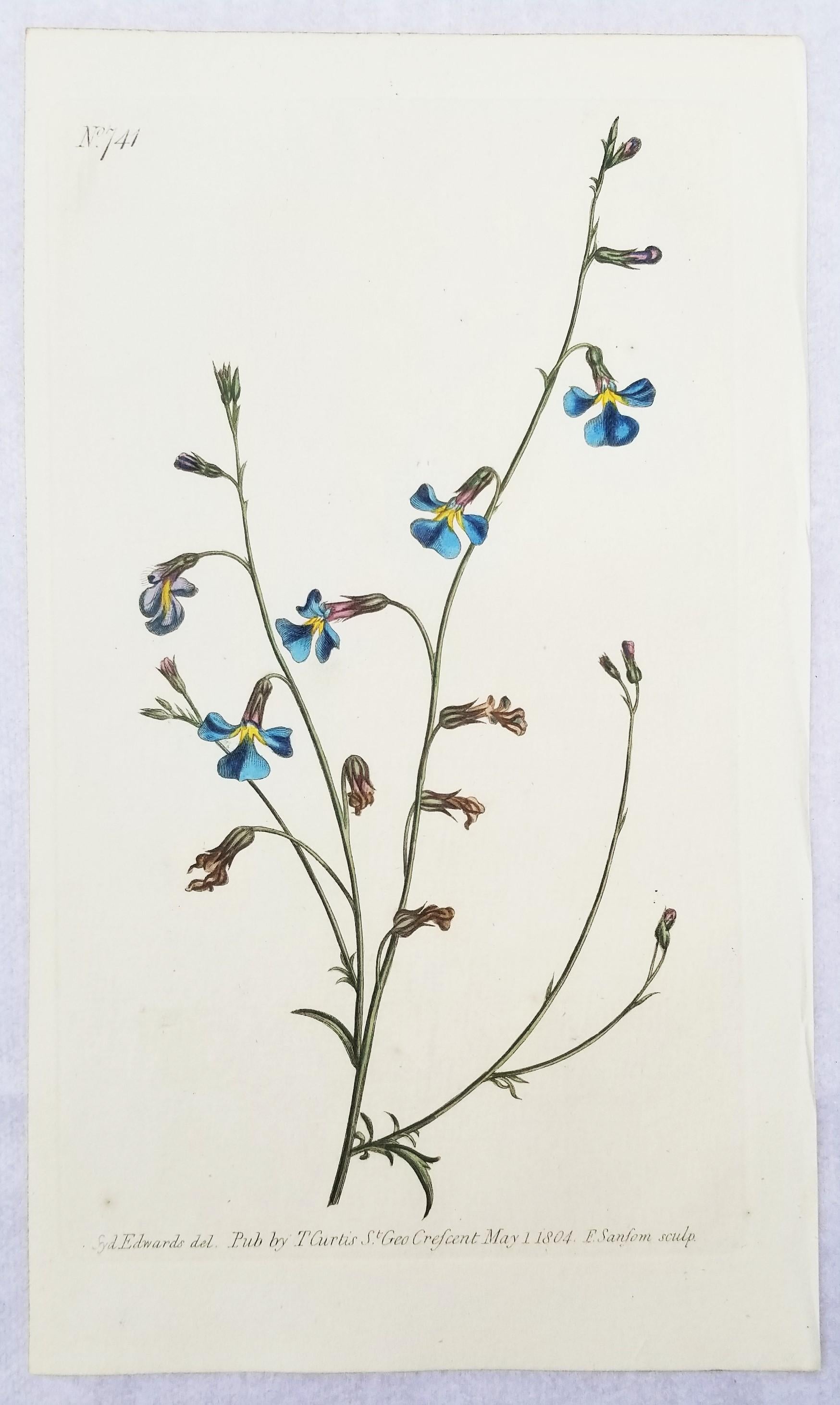 Ensemble de six gravures colorées à la main du magazine botanique de Curtis /// Botany  en vente 2