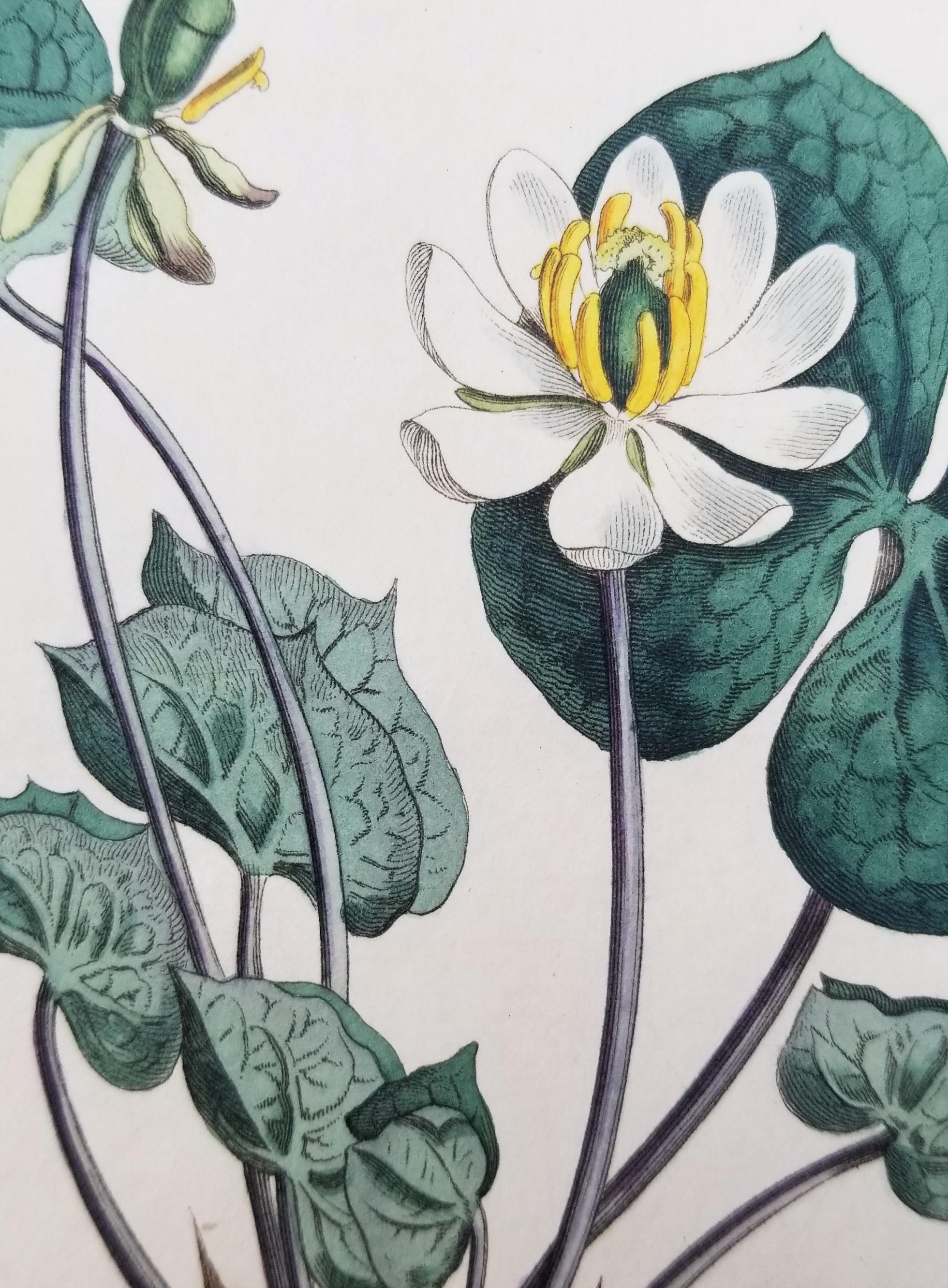 Set of Six Hand-Colored Engravings from Curtis's Botanical Magazine 2