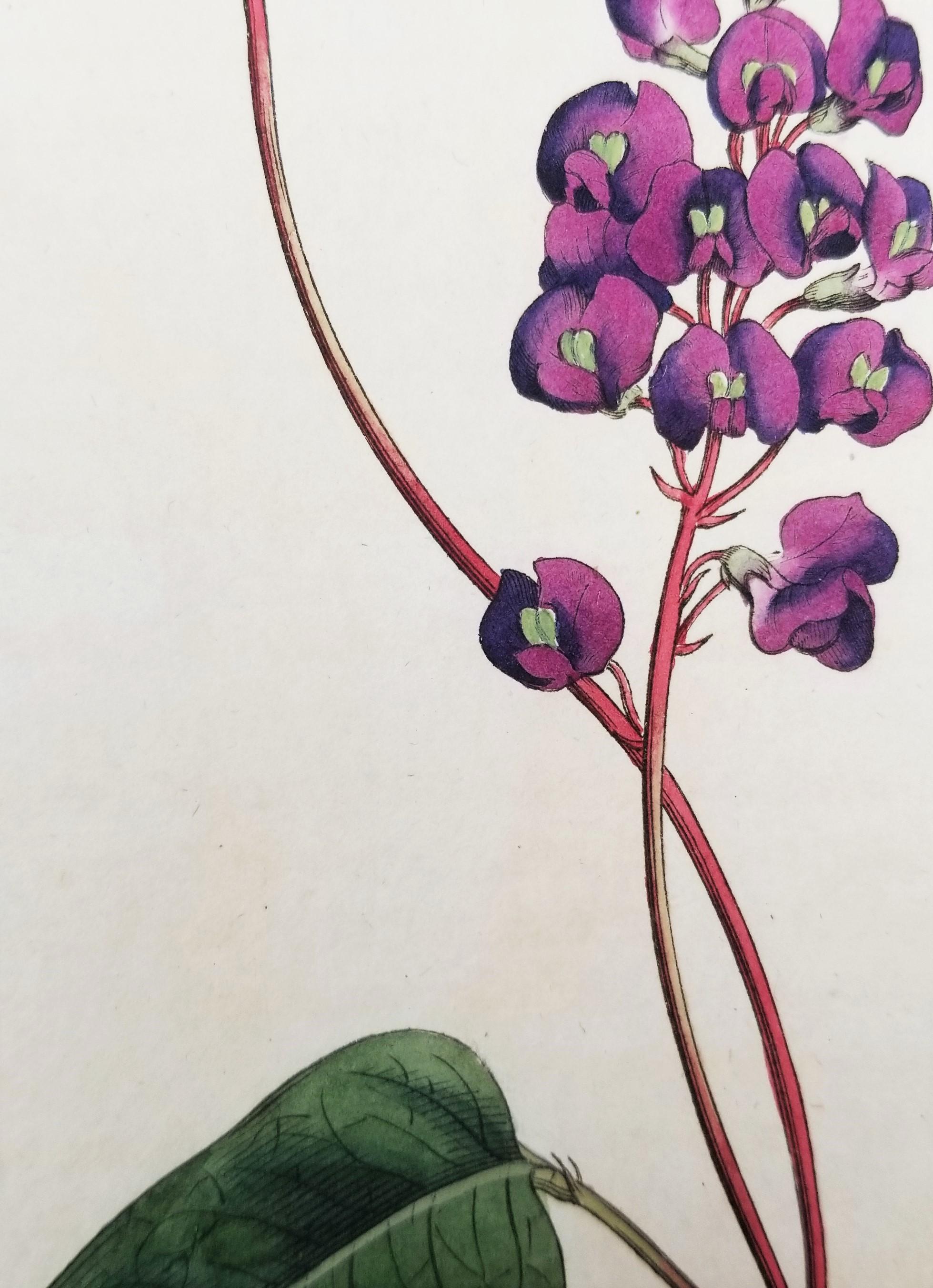 Set of Six Hand-Colored Engravings from Curtis's Botanical Magazine 3