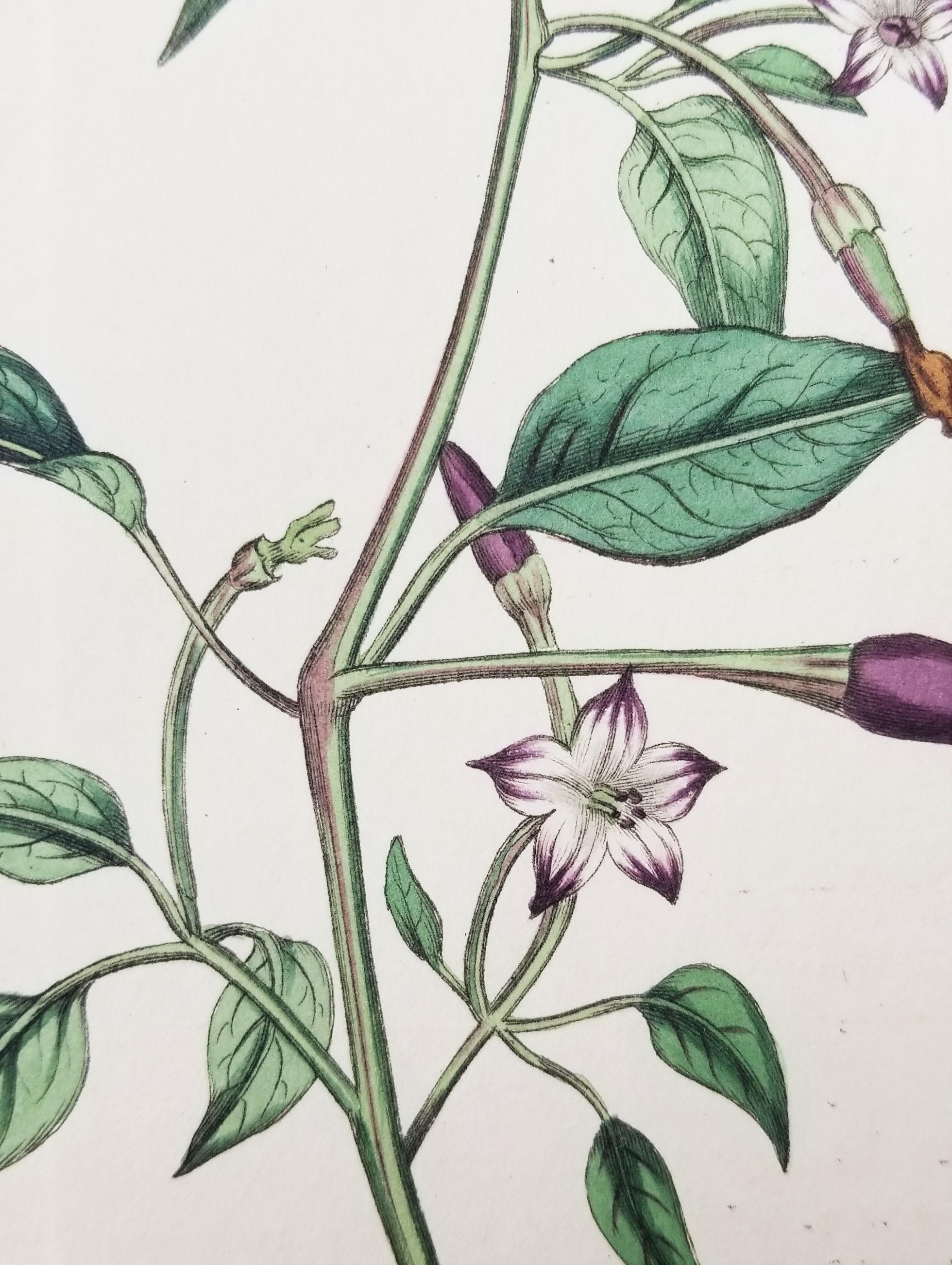 Set of Six Hand-Colored Engravings from Curtis's Botanical Magazine /// Botany  2