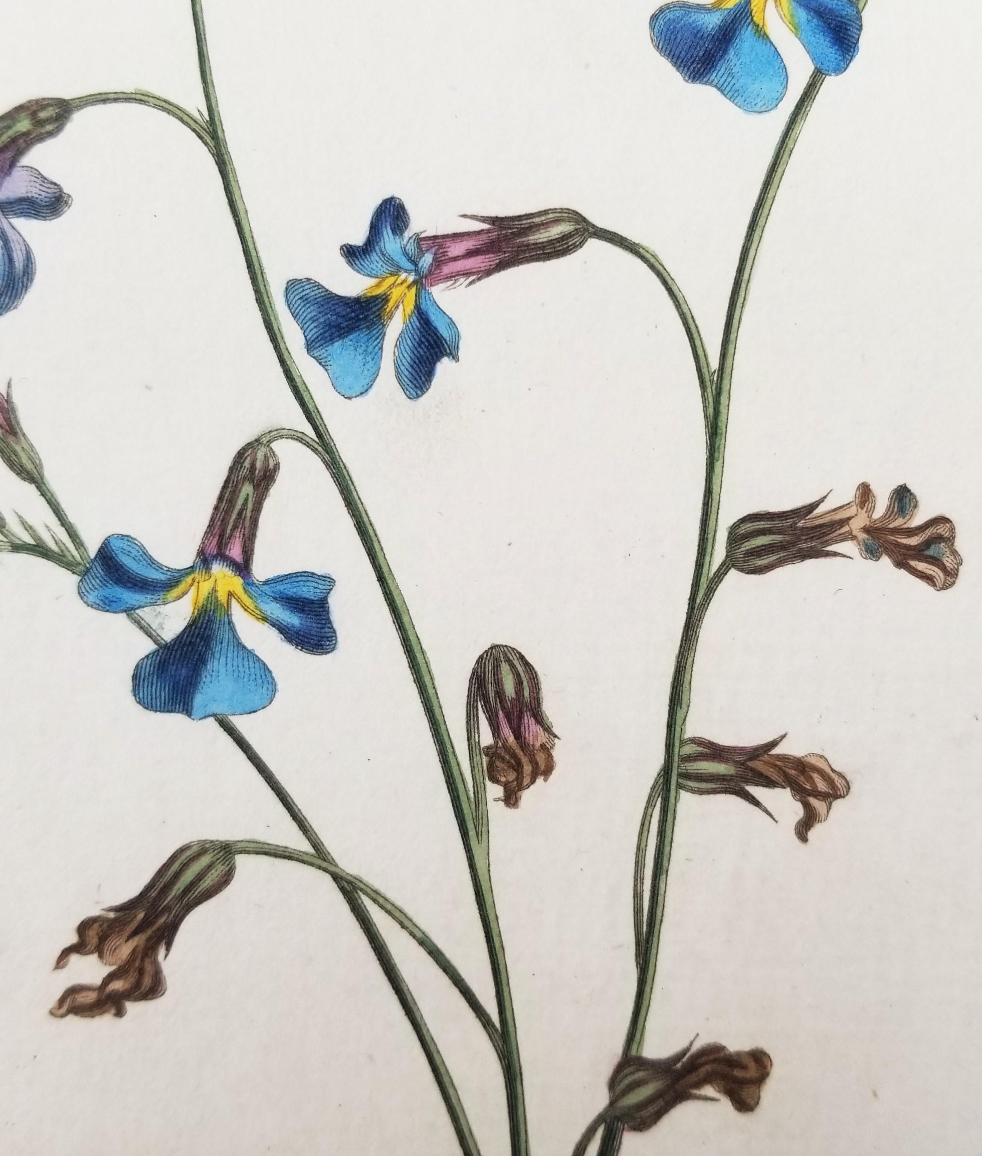 Set of Six Hand-Colored Engravings from Curtis's Botanical Magazine /// Botany  For Sale 3