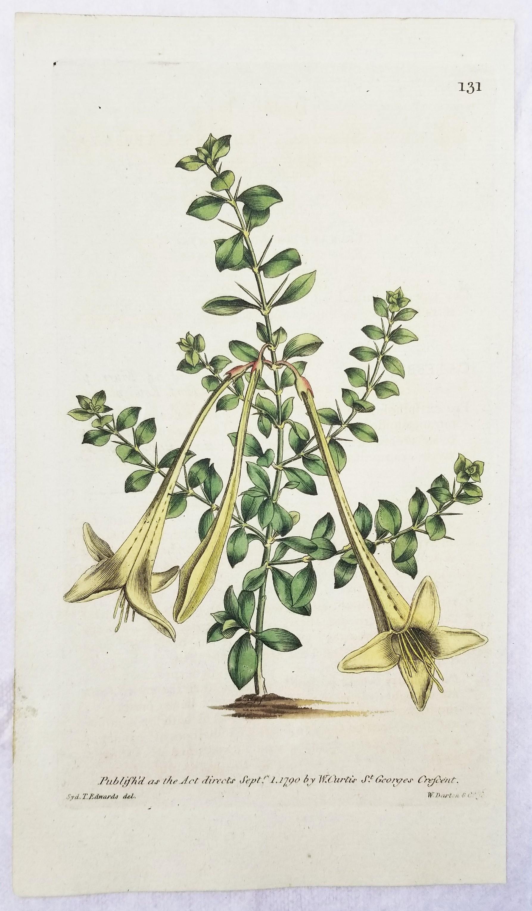 Set of Six Hand-Colored Engravings from Curtis's Botanical Magazine /// Botany  For Sale 4