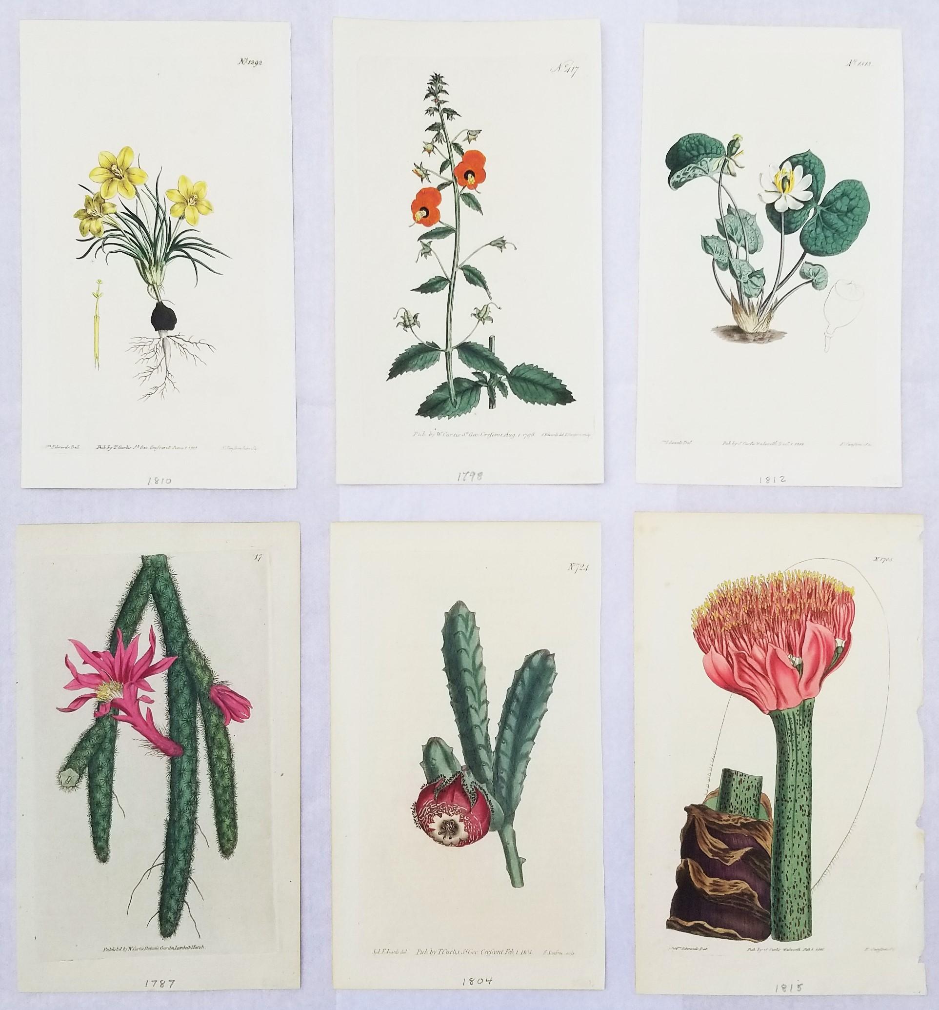 William Curtis Still-Life Print - Set of Six Hand-Colored Engravings from Curtis's Botanical Magazine
