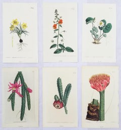 Antique Set of Six Hand-Colored Engravings from Curtis's Botanical Magazine