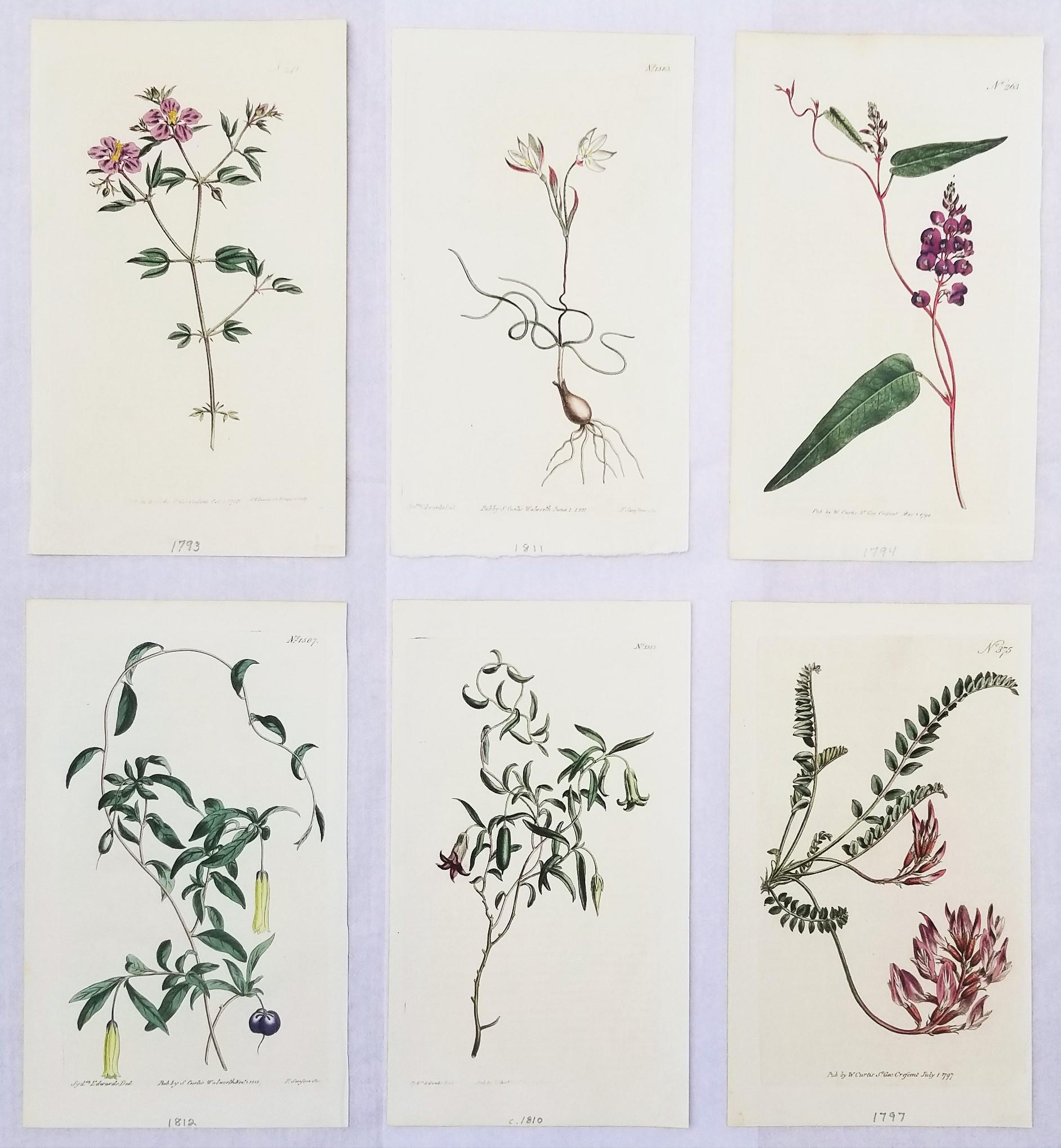 William Curtis Still-Life Print - Set of Six Hand-Colored Engravings from Curtis's Botanical Magazine