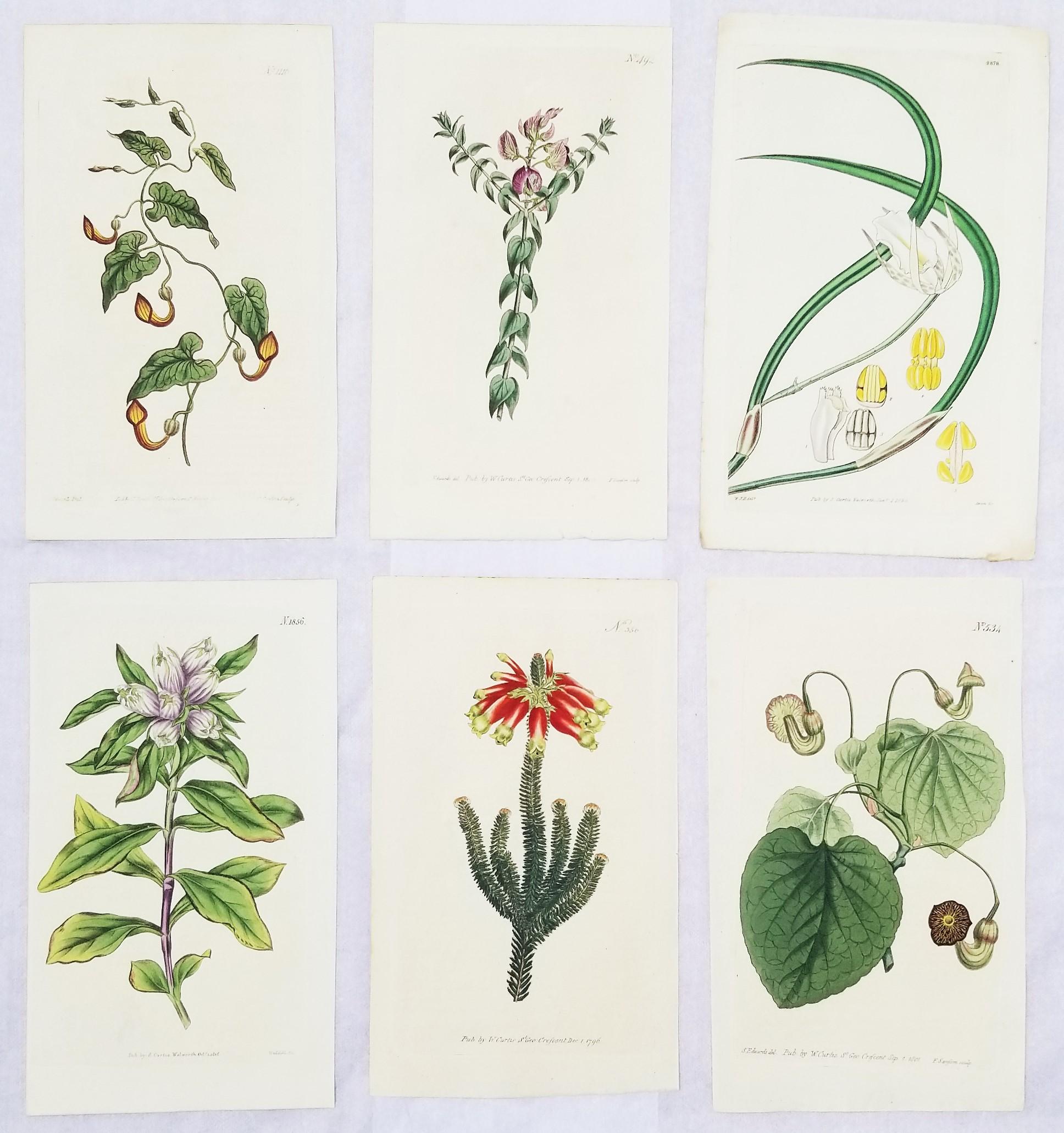 Set von sechs handkolorierten Gravuren aus Curtis' botanis Magazine /// Botany