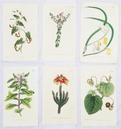 Set of Six Hand-Colored Engravings from Curtis's Botanical Magazine /// Botany
