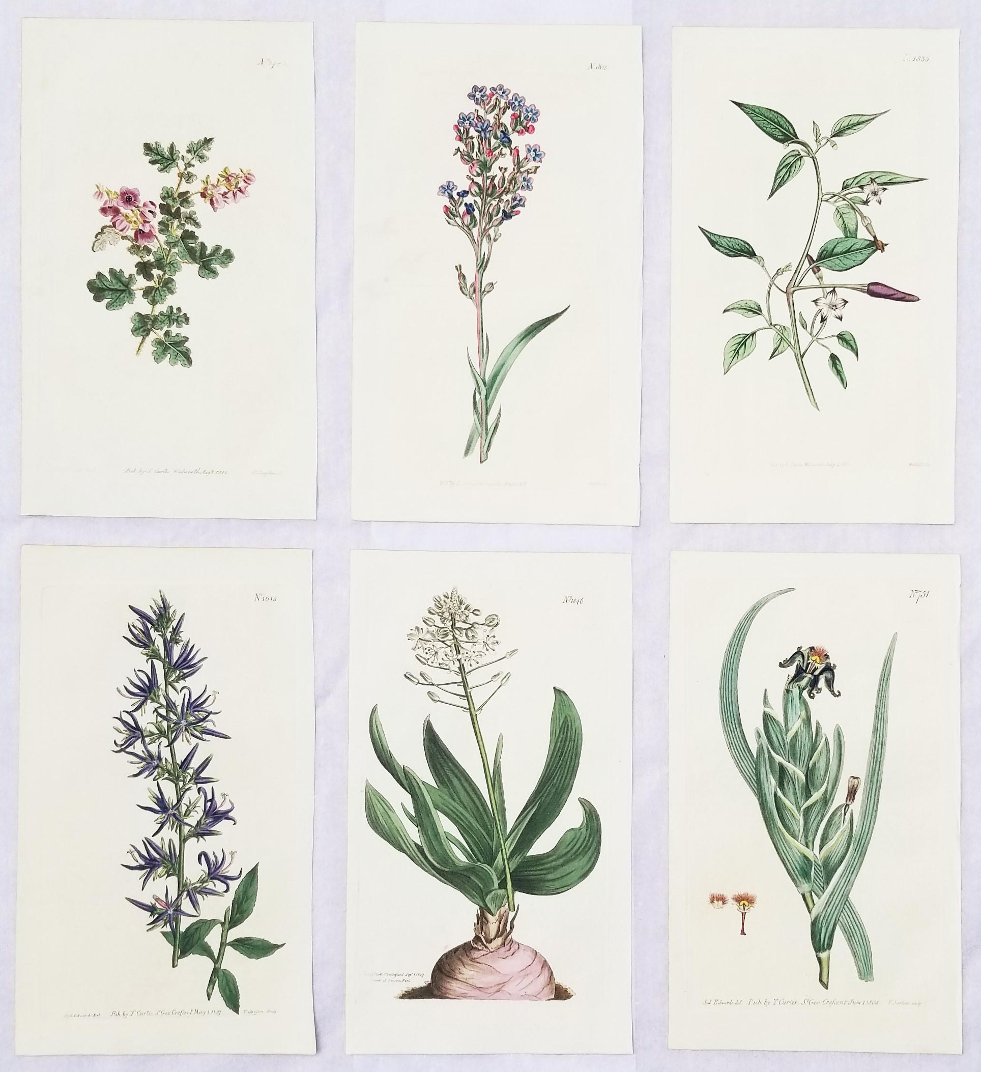 William Curtis Still-Life Print - Set of Six Hand-Colored Engravings from Curtis's Botanical Magazine /// Botany 