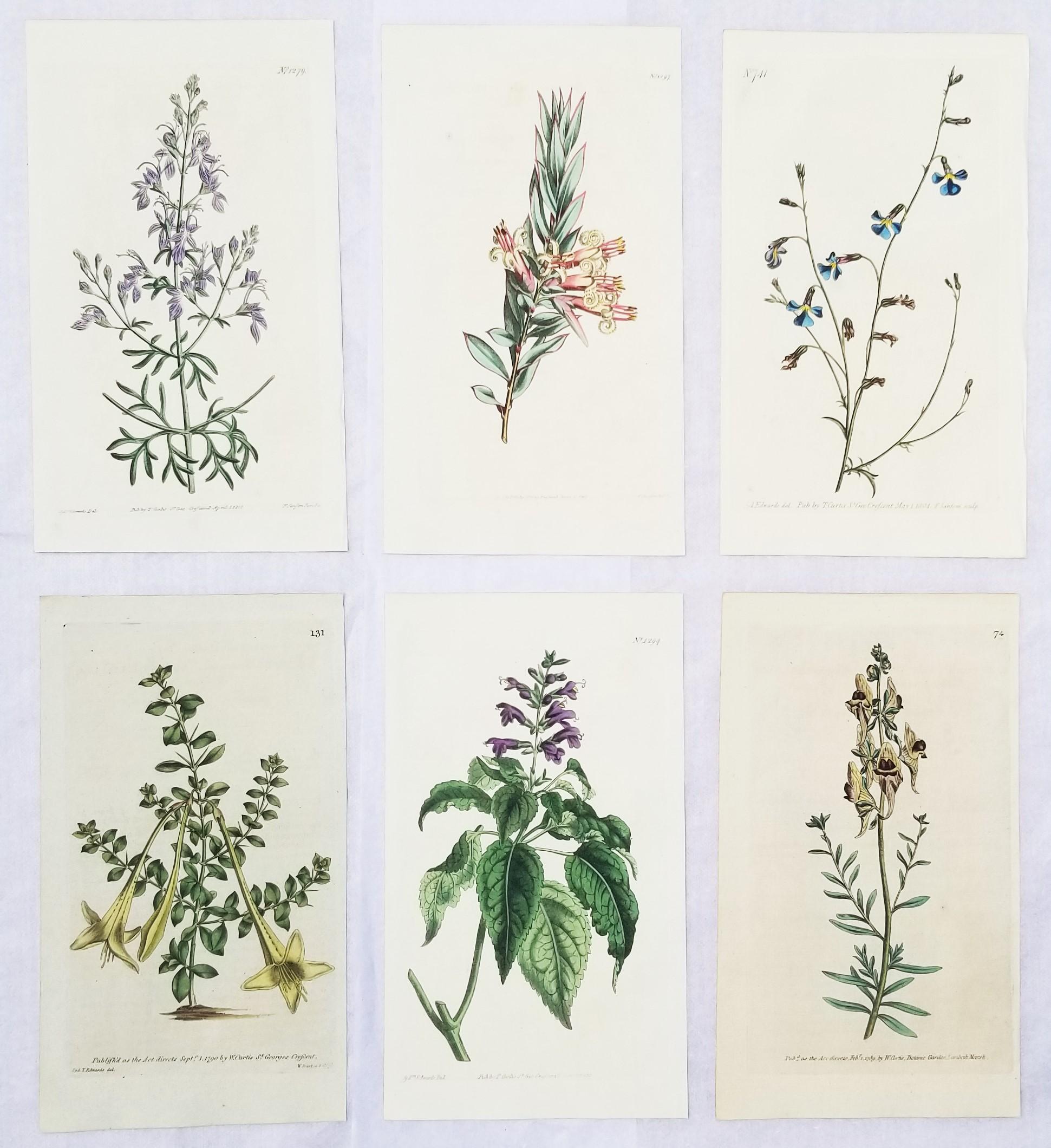 William Curtis Still-Life Print - Set of Six Hand-Colored Engravings from Curtis's Botanical Magazine /// Botany 