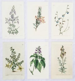 Set of Six Hand-Colored Engravings from Curtis's Botanical Magazine /// Botany 