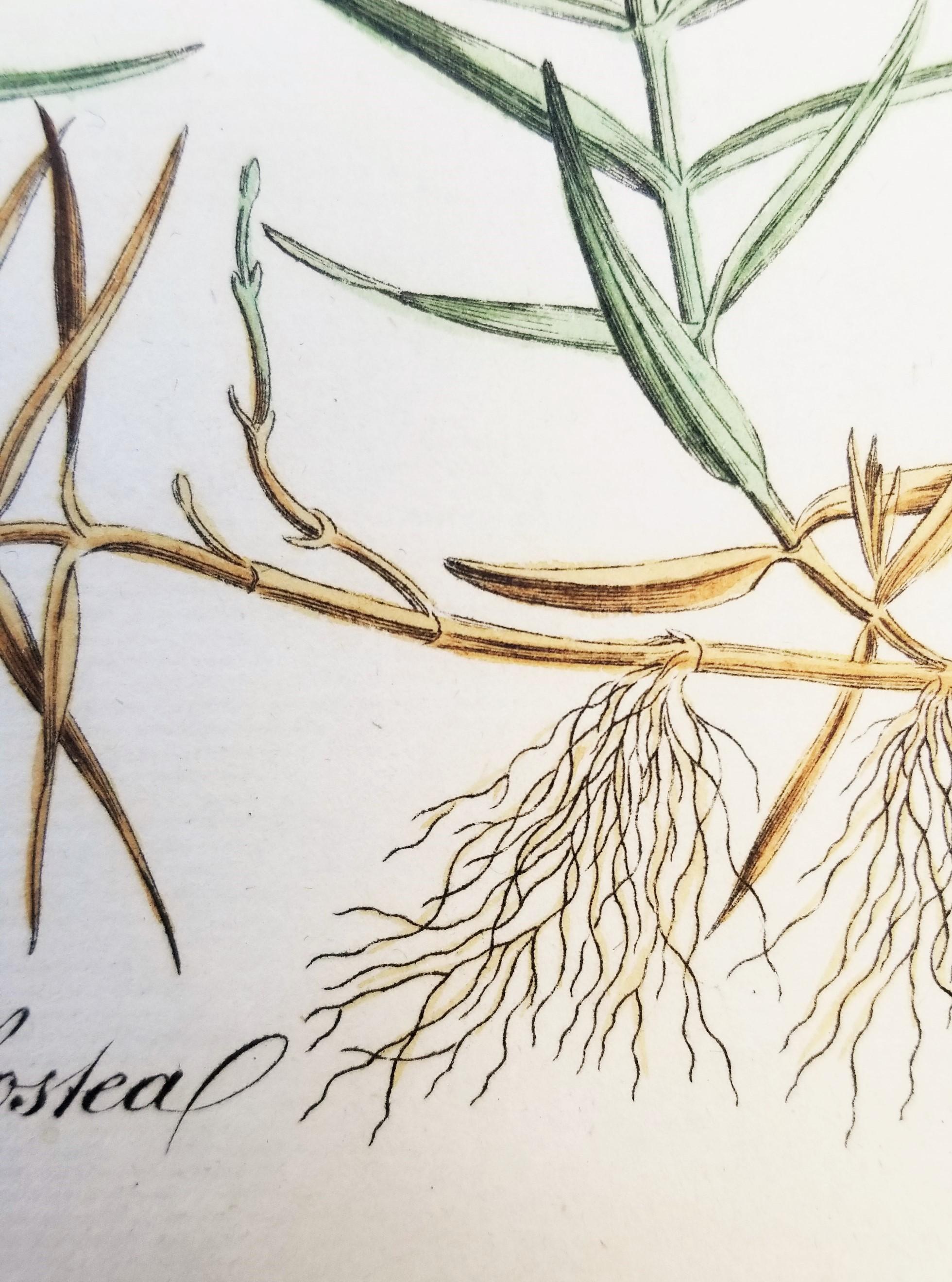 Ensemble de trois gravures de Curtis « Flora Londinensis » /// Fleurs botaniques en vente 5