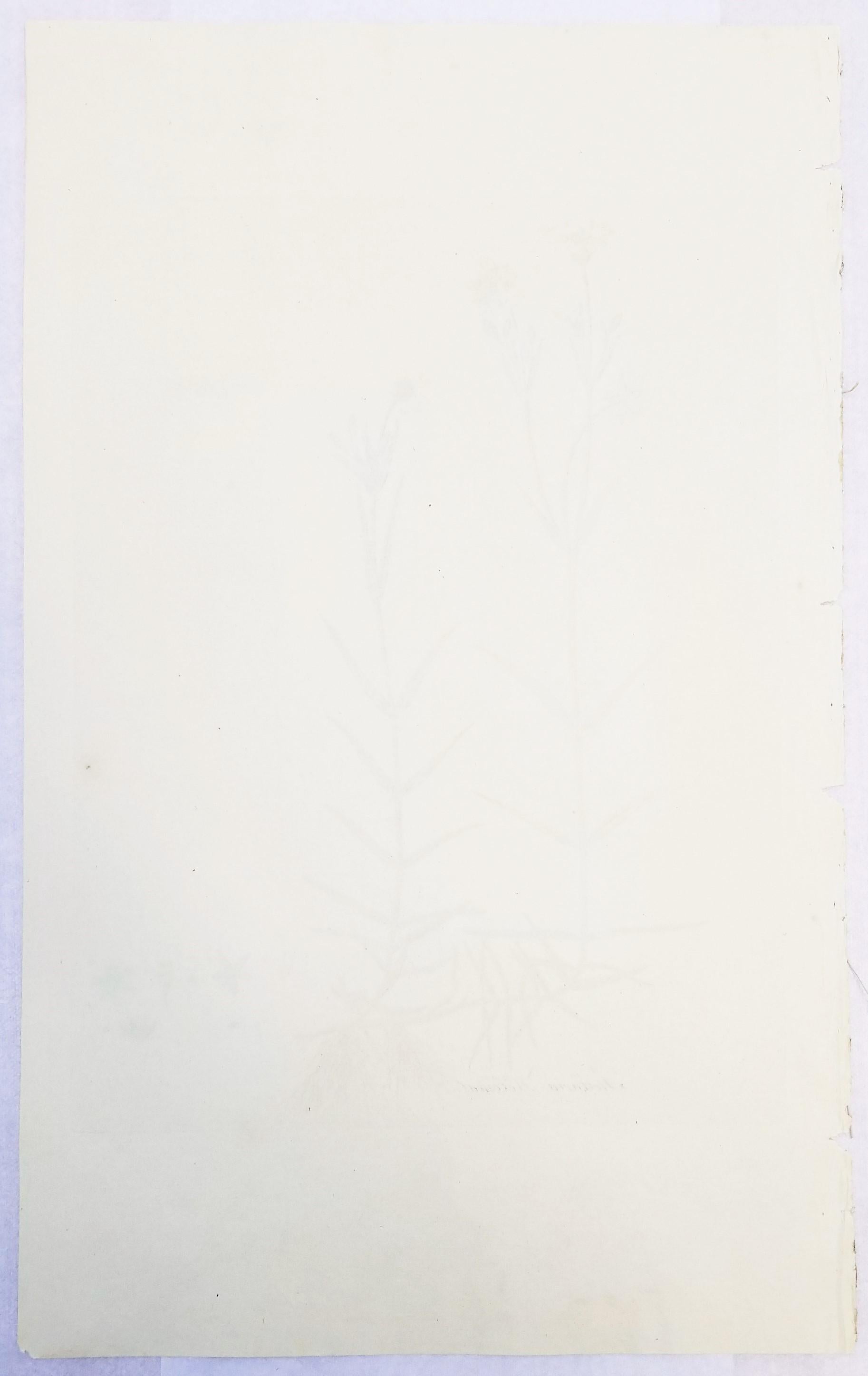 Ensemble de trois gravures de Curtis « Flora Londinensis » /// Fleurs botaniques en vente 6