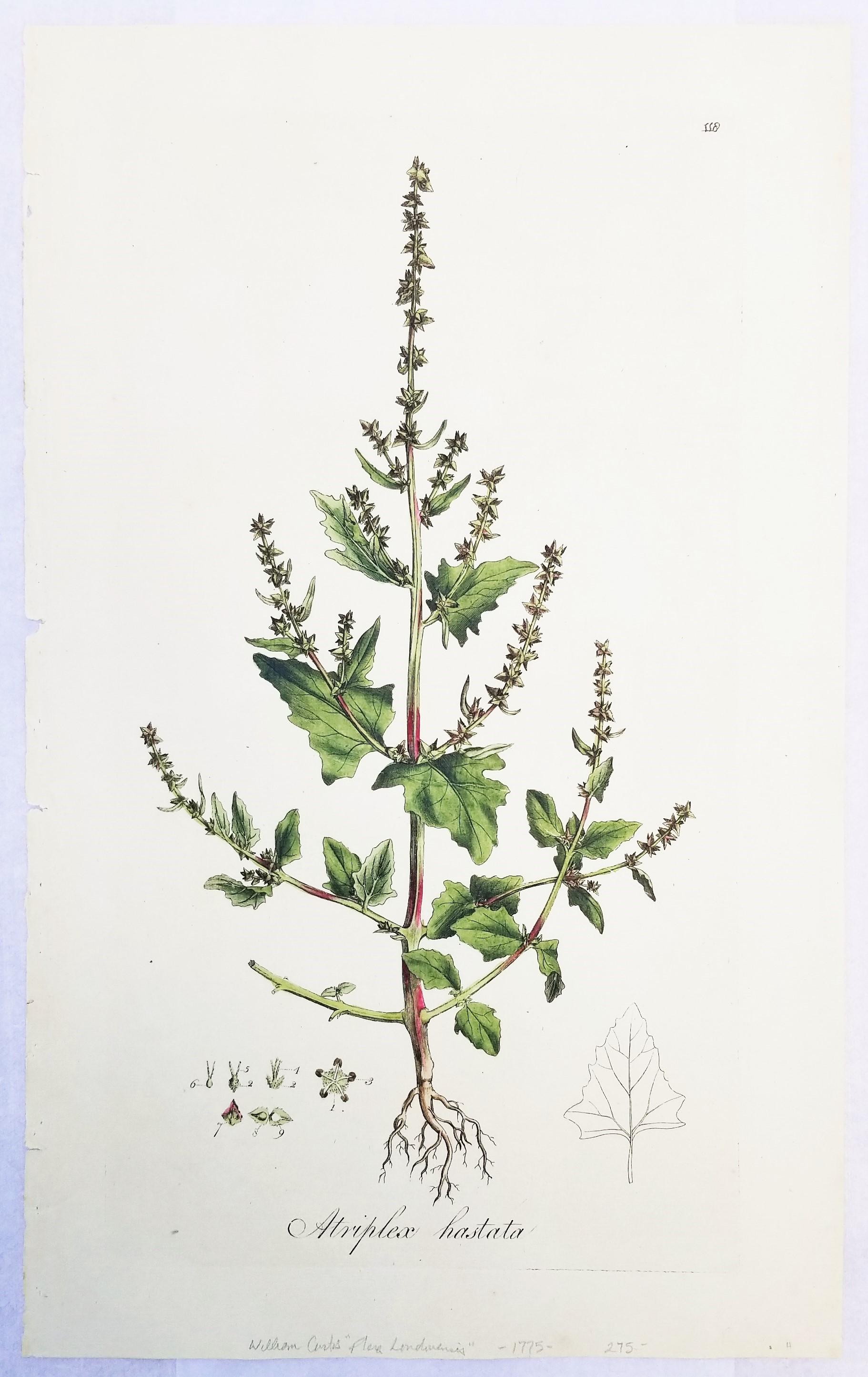 Ensemble de trois gravures de Curtis « Flora Londinensis » /// Fleurs botaniques en vente 7