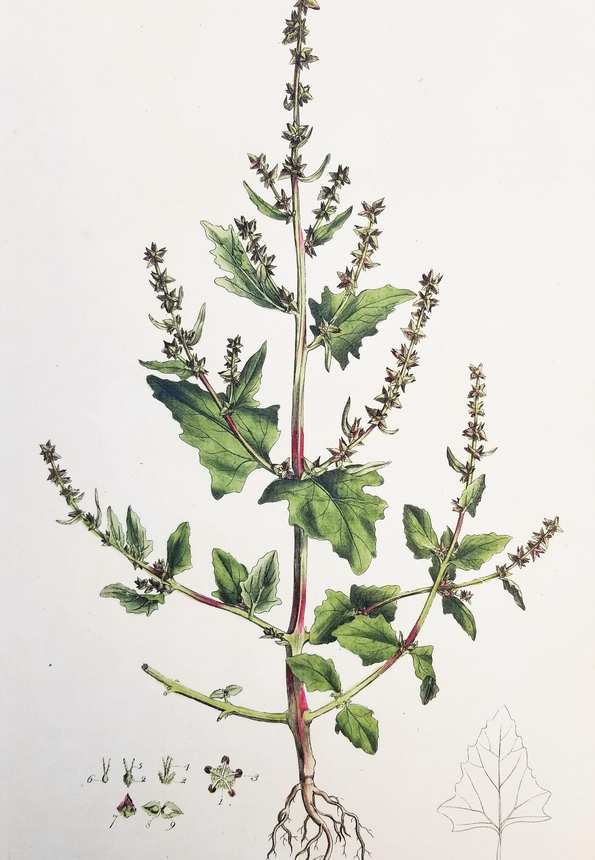 Ensemble de trois gravures de Curtis « Flora Londinensis » /// Fleurs botaniques en vente 8