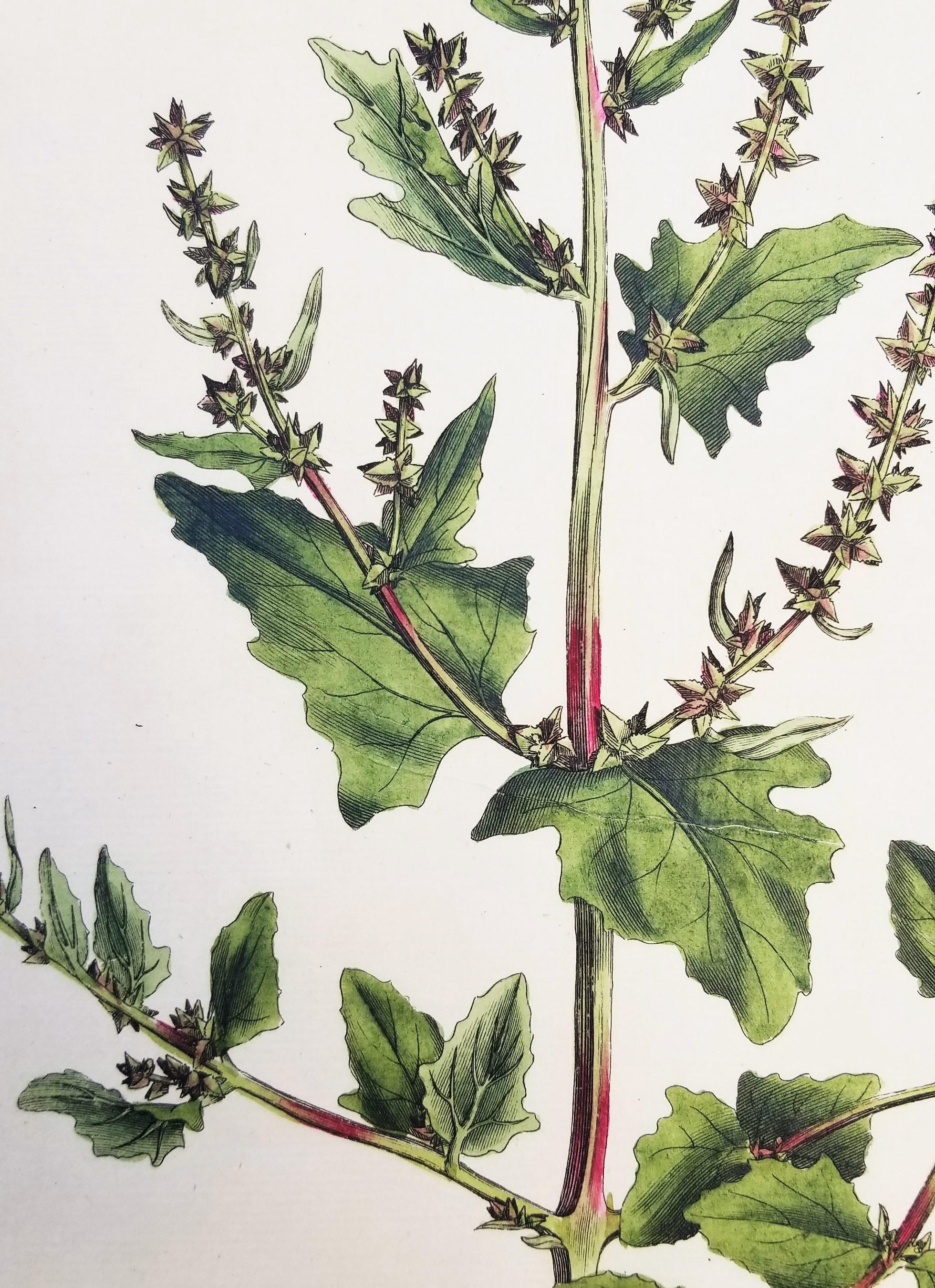 Ensemble de trois gravures de Curtis « Flora Londinensis » /// Fleurs botaniques en vente 9