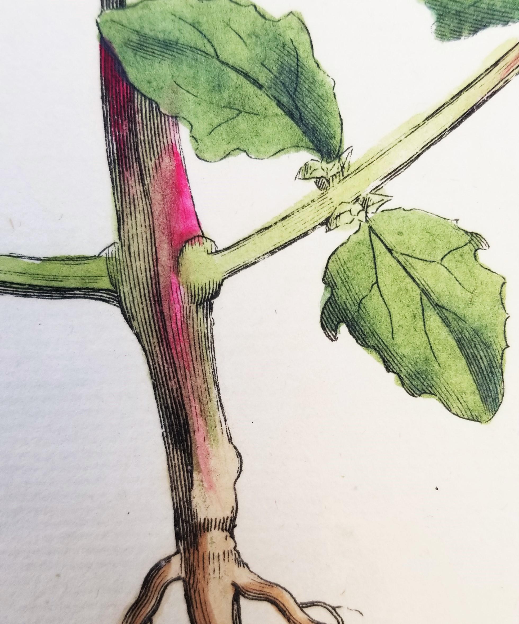 Ensemble de trois gravures de Curtis « Flora Londinensis » /// Fleurs botaniques en vente 10
