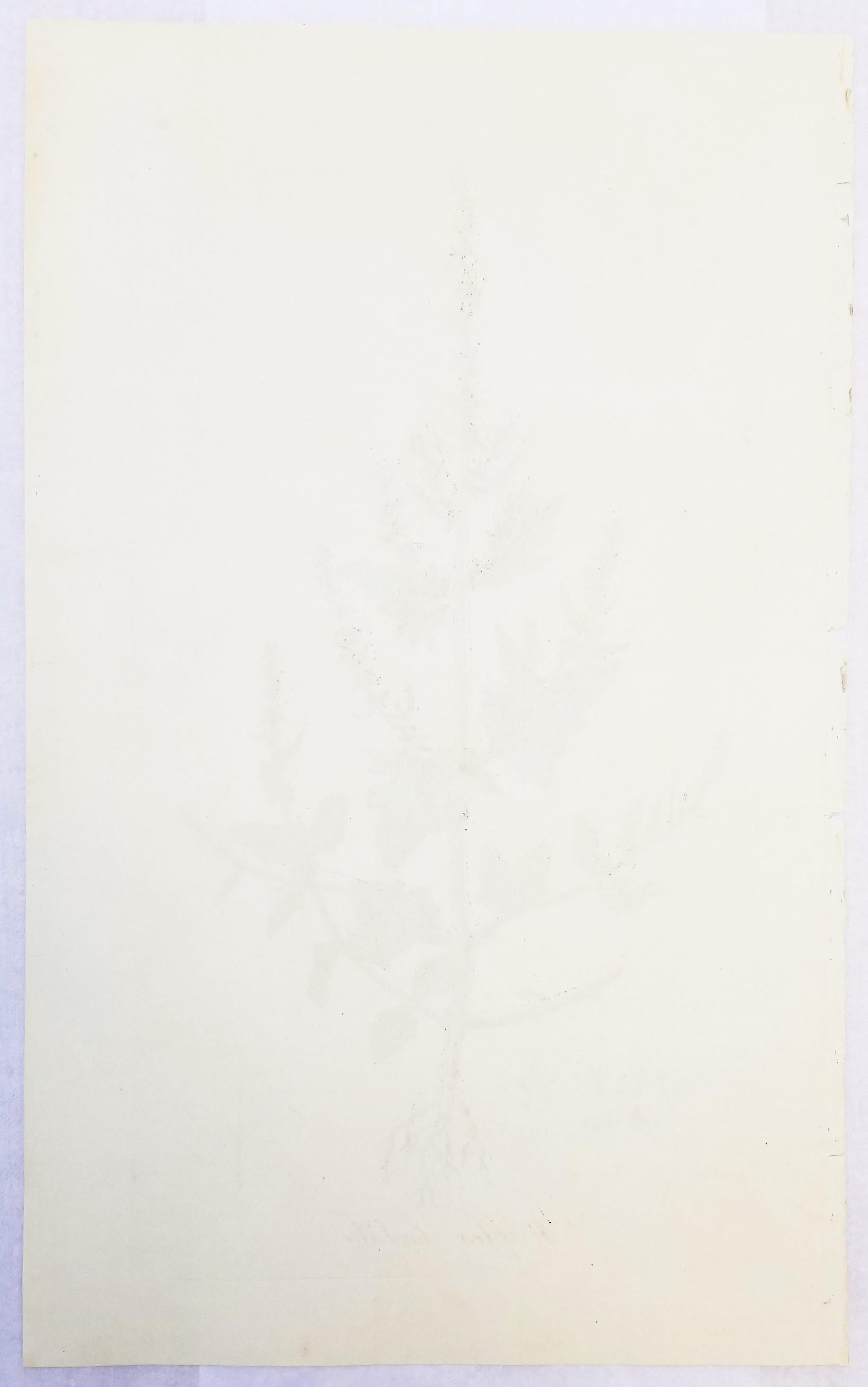 Ensemble de trois gravures de Curtis « Flora Londinensis » /// Fleurs botaniques en vente 11