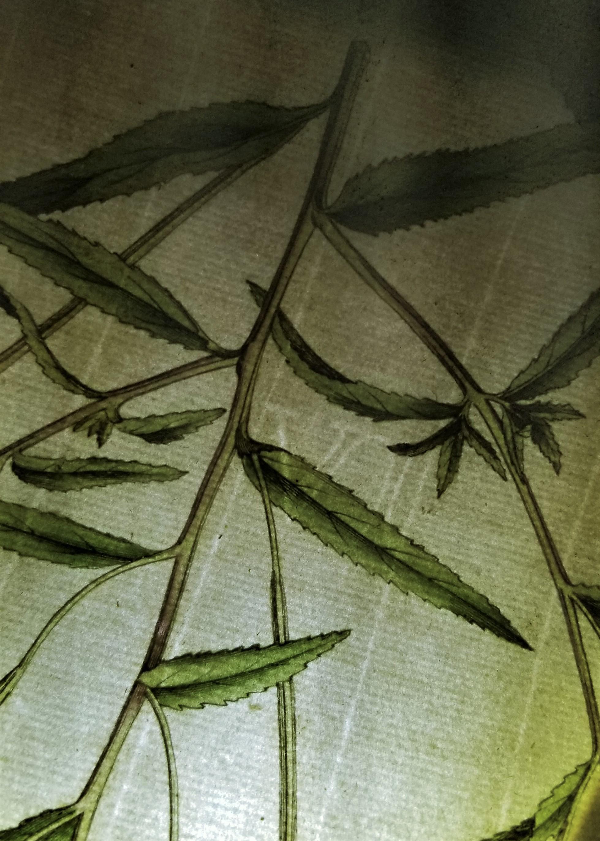 Ensemble de trois gravures de Curtis « Flora Londinensis » /// Fleurs botaniques en vente 13