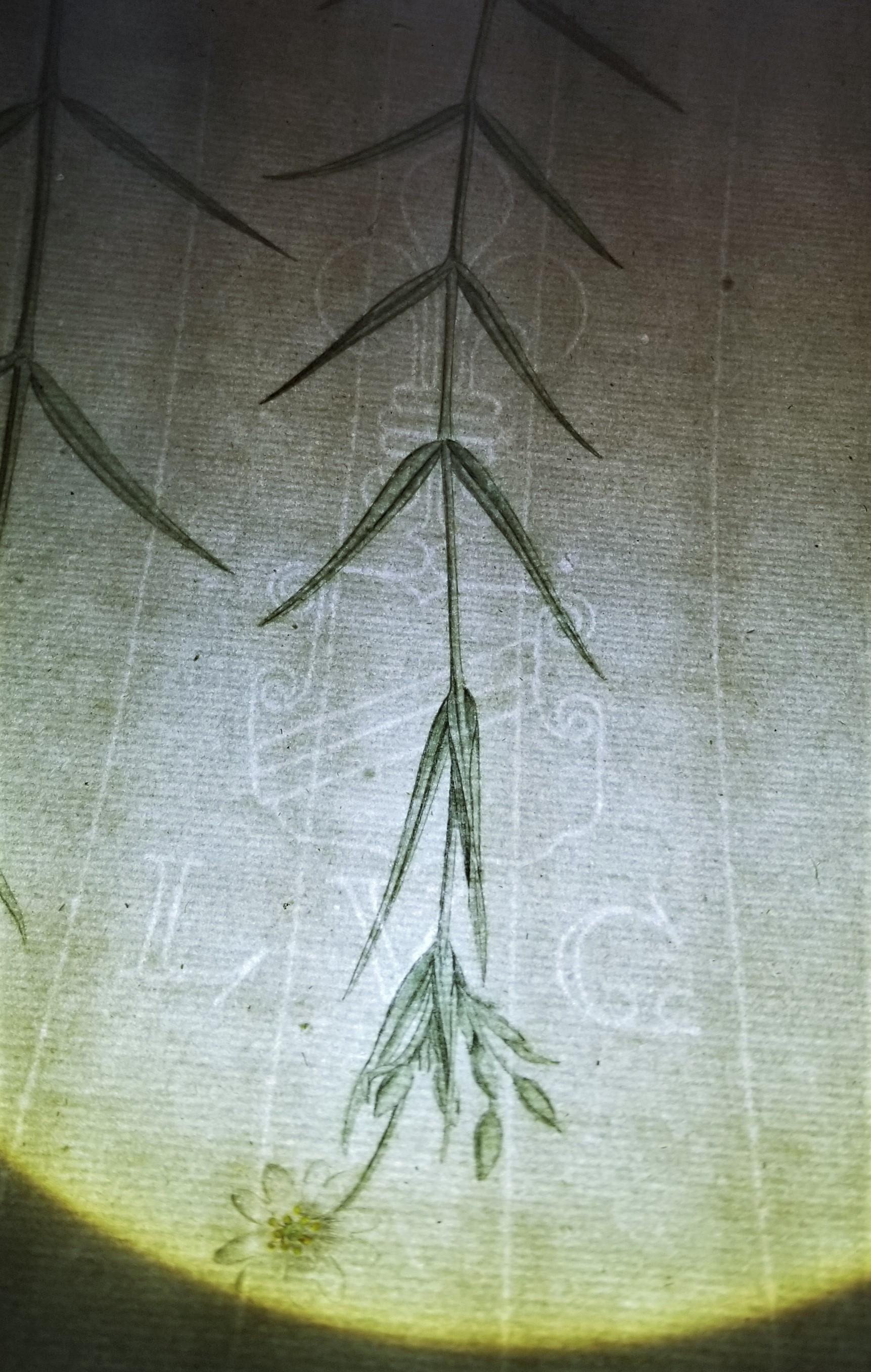 Ensemble de trois gravures de Curtis « Flora Londinensis » /// Fleurs botaniques en vente 14