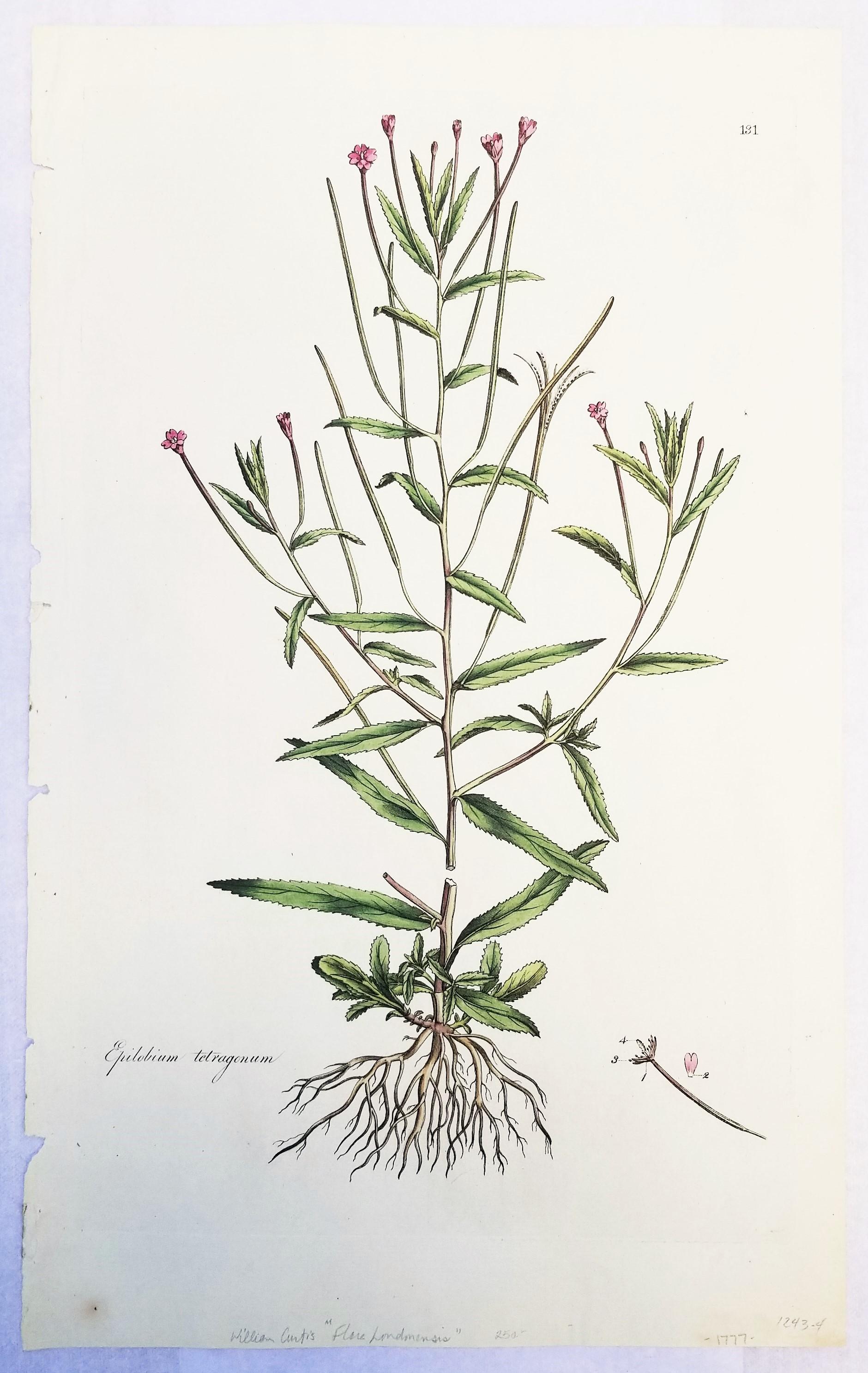 Ensemble de trois gravures de Curtis « Flora Londinensis » /// Fleurs botaniques - Print de William Curtis