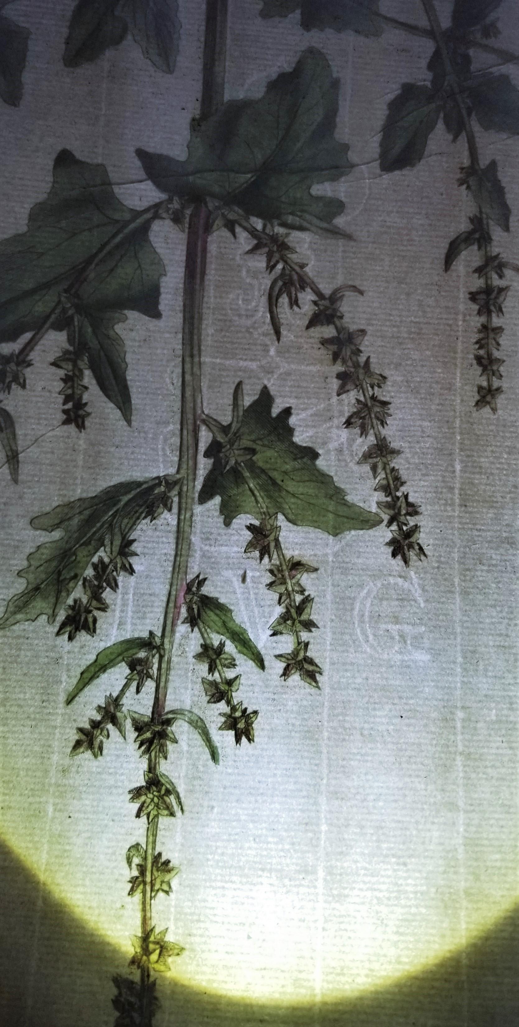 Ensemble de trois gravures de Curtis « Flora Londinensis » /// Fleurs botaniques en vente 15