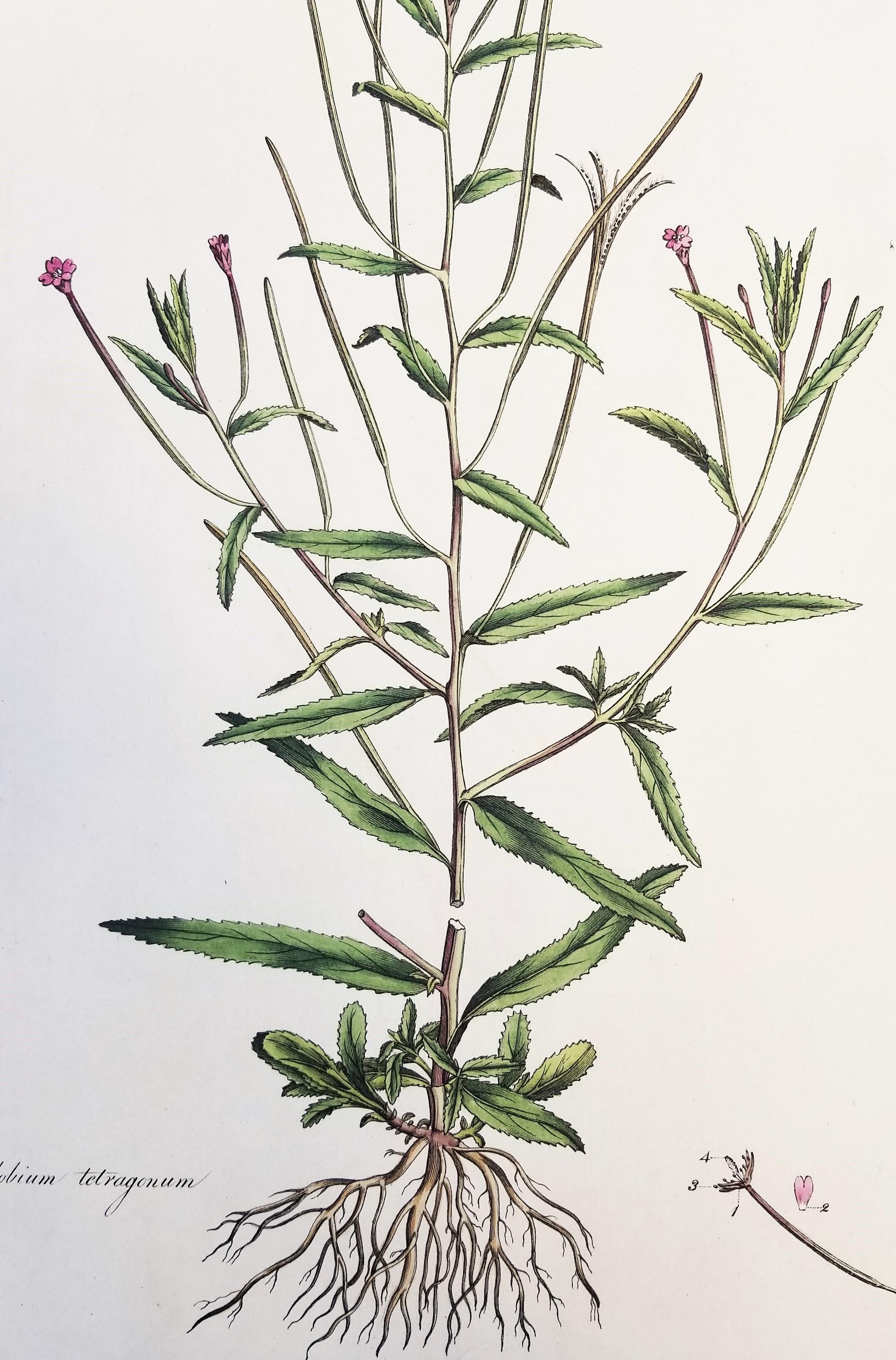 Ensemble de trois gravures de Curtis « Flora Londinensis » /// Fleurs botaniques - Maîtres anciens Print par William Curtis