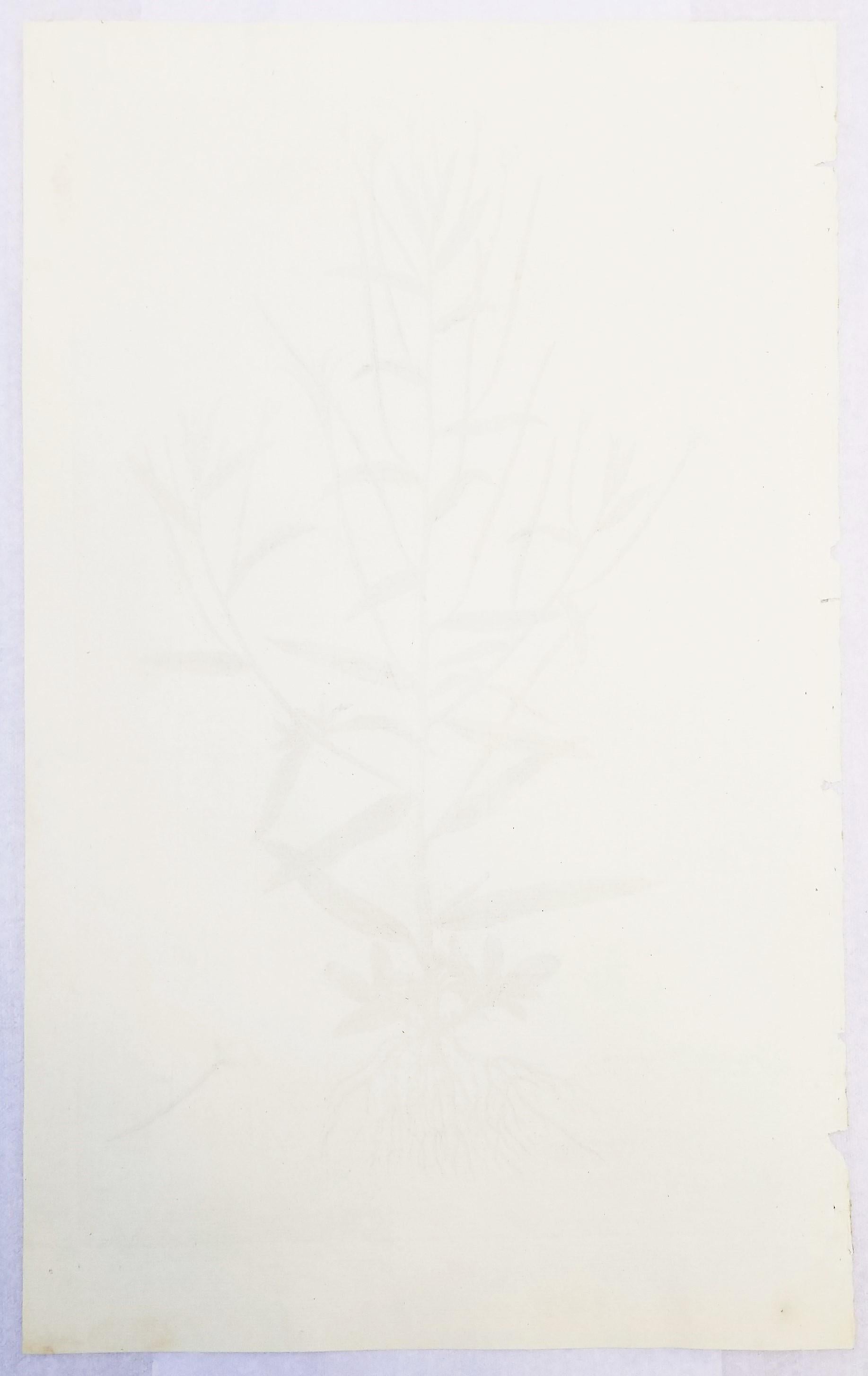 Ensemble de trois gravures de Curtis « Flora Londinensis » /// Fleurs botaniques en vente 1