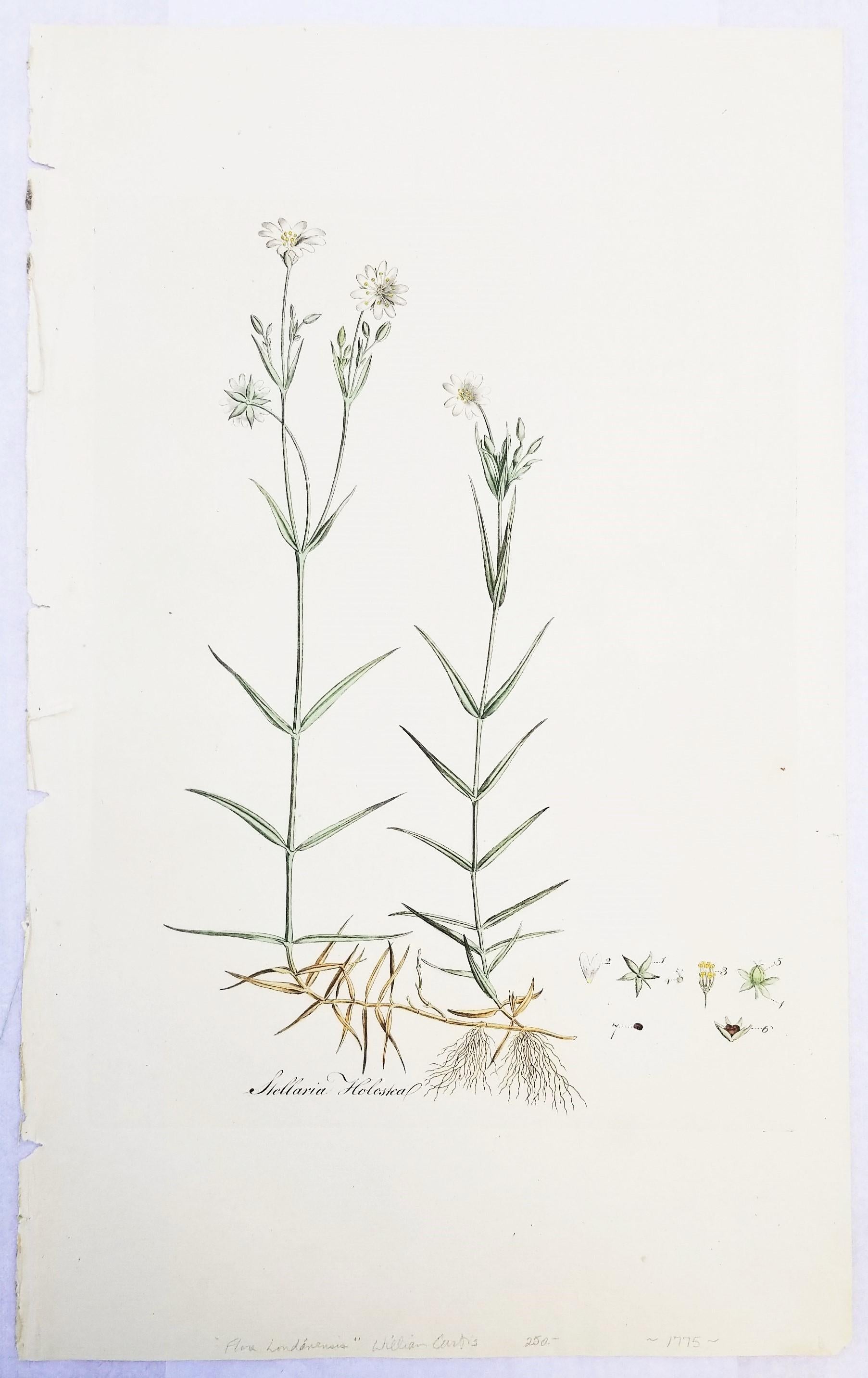 Ensemble de trois gravures de Curtis « Flora Londinensis » /// Fleurs botaniques en vente 2