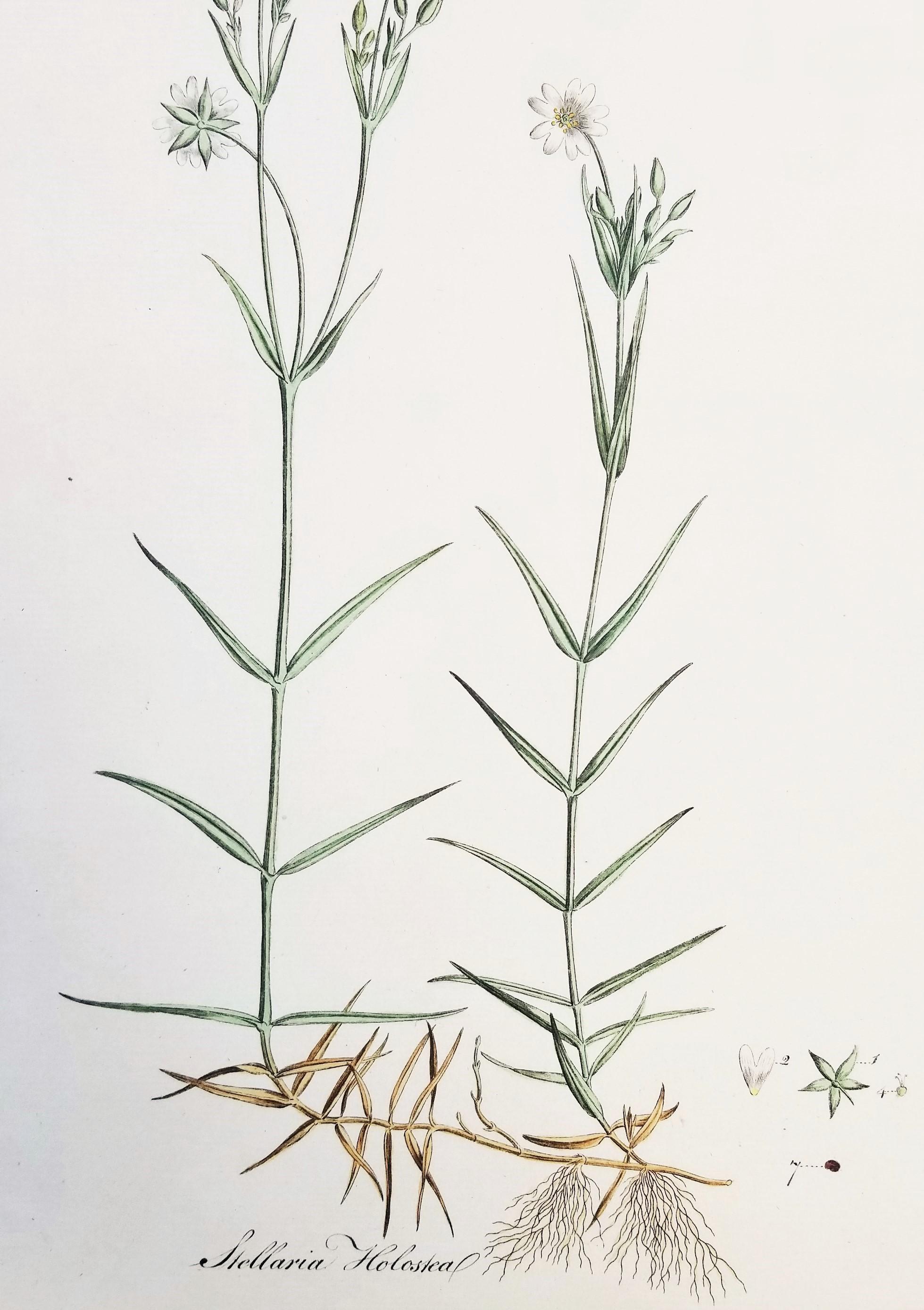 Ensemble de trois gravures de Curtis « Flora Londinensis » /// Fleurs botaniques en vente 3