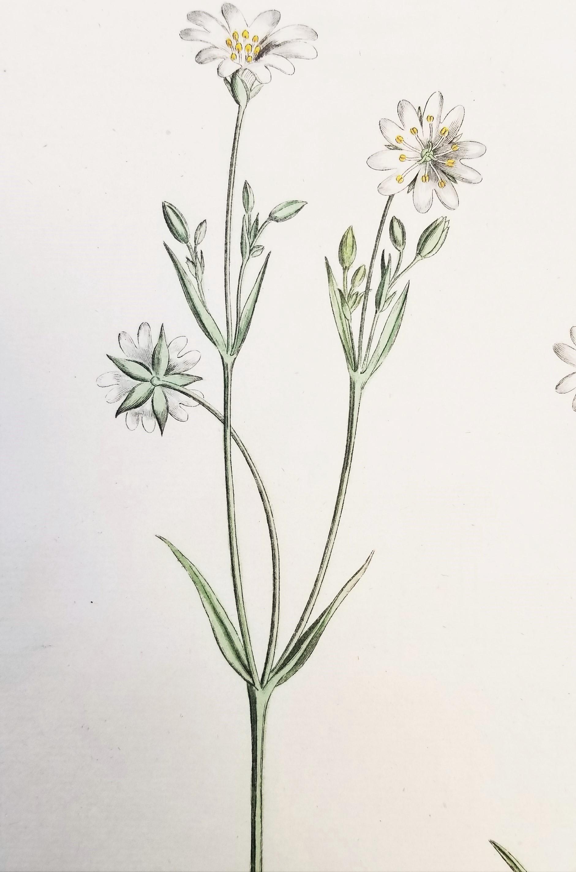 Ensemble de trois gravures de Curtis « Flora Londinensis » /// Fleurs botaniques en vente 4