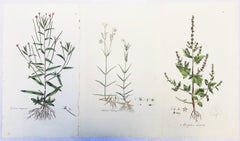 Conjunto de tres grabados de la "Flora Londinensis" de Curtis /// Flores botánicas