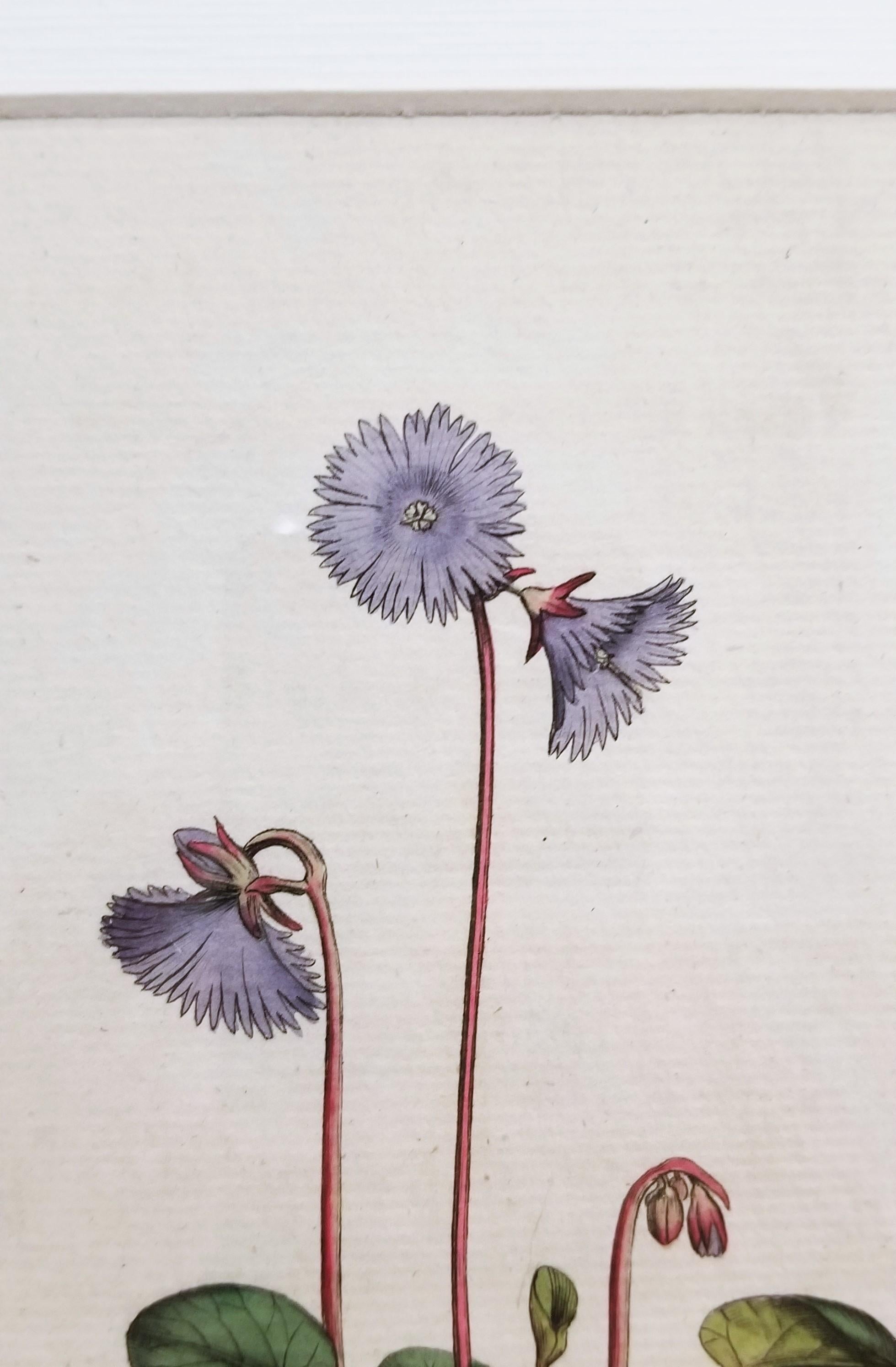 Soldanella Alpina Soldanella /// Stampa botanica inglese con incisione di fiori in vendita 6