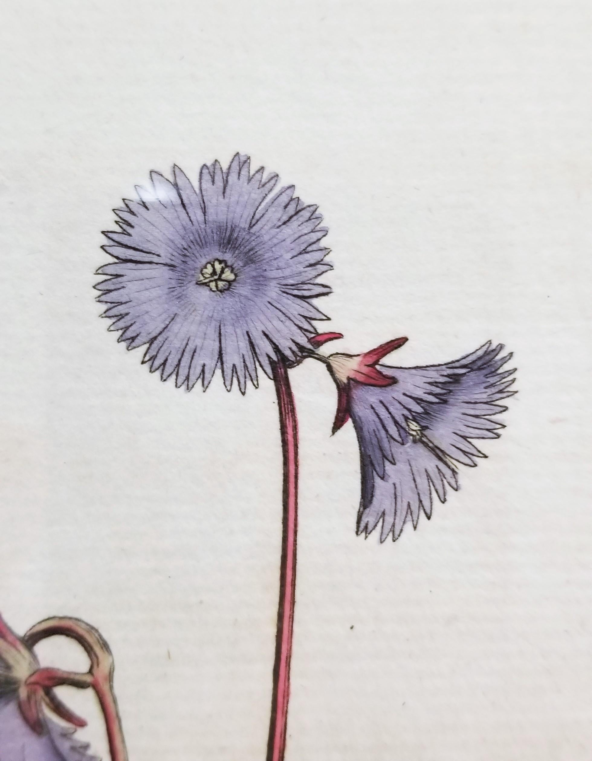 Soldanella Alpina Soldanella /// Stampa botanica inglese con incisione di fiori in vendita 7
