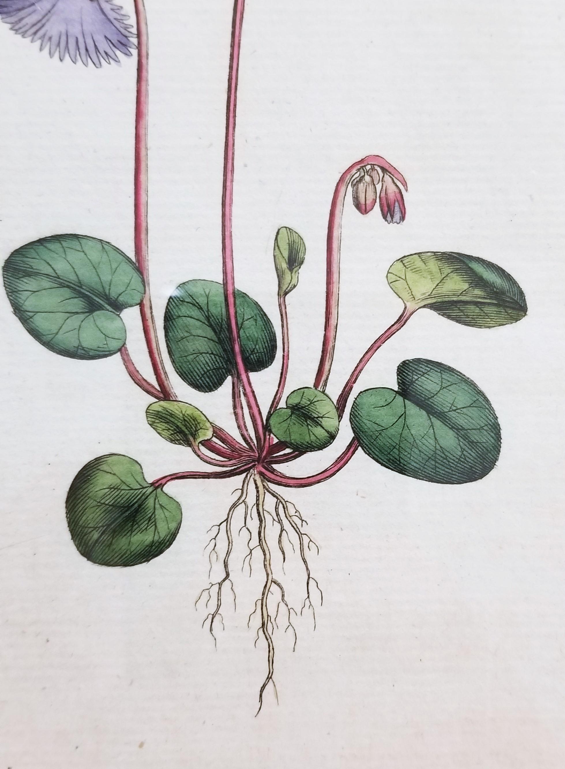 Soldanella Alpina Soldanella /// Stampa botanica inglese con incisione di fiori in vendita 8