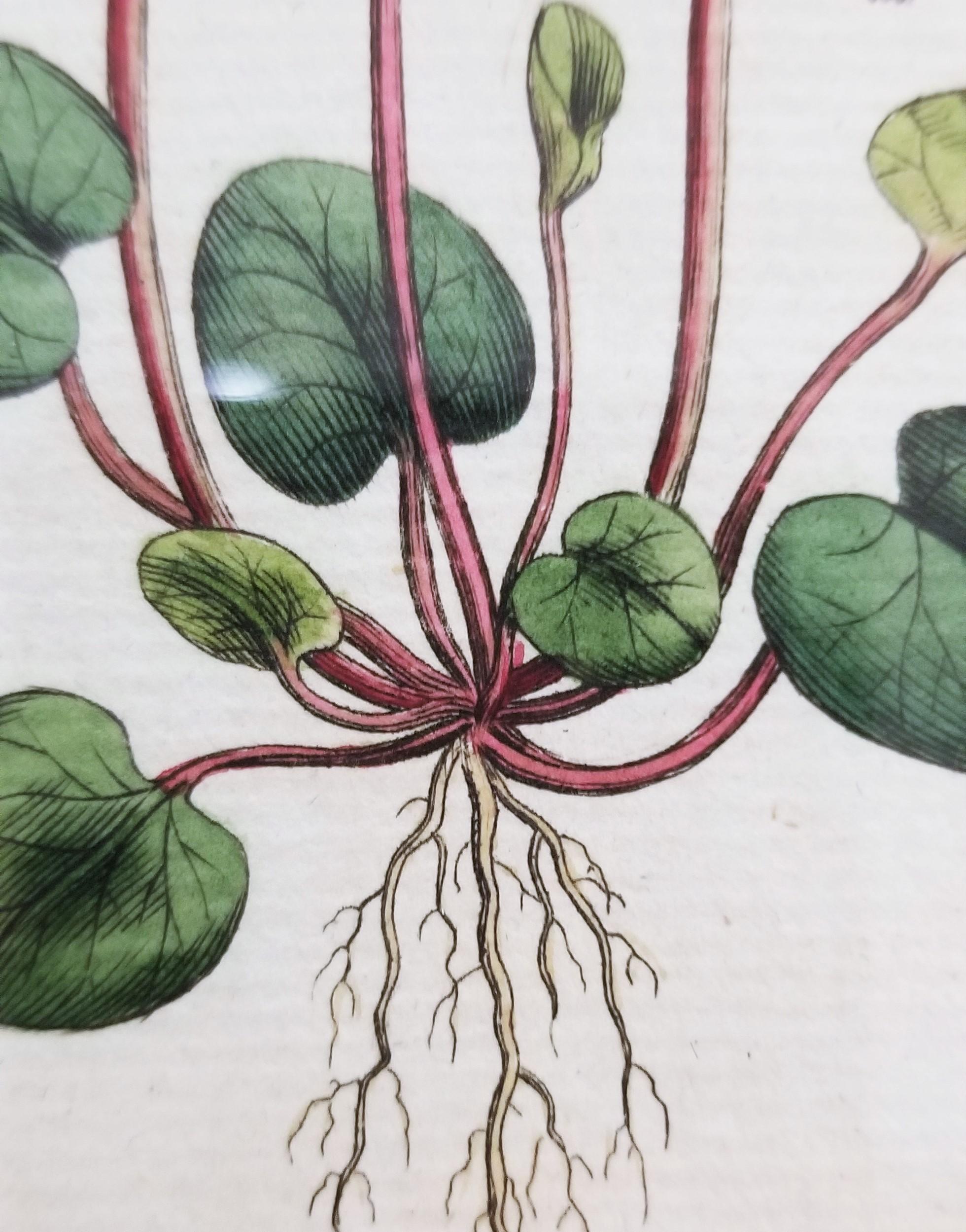 Soldanella Alpina Soldanella /// Stampa botanica inglese con incisione di fiori in vendita 9